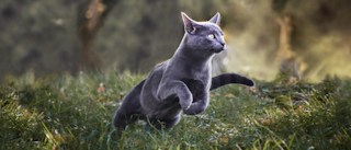 Adult Russian running outside on long grass.