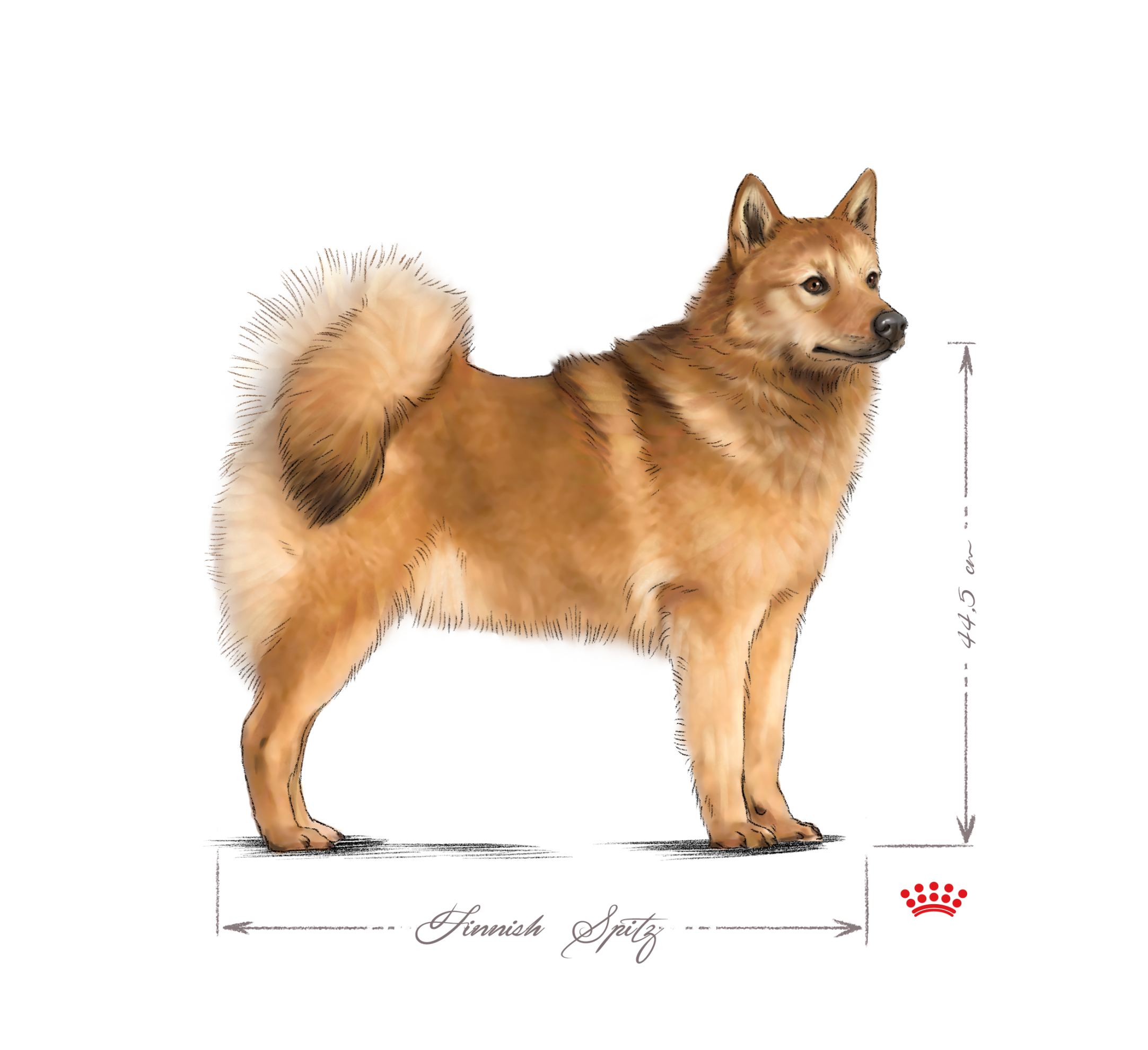 Finnish spitz adult black and white