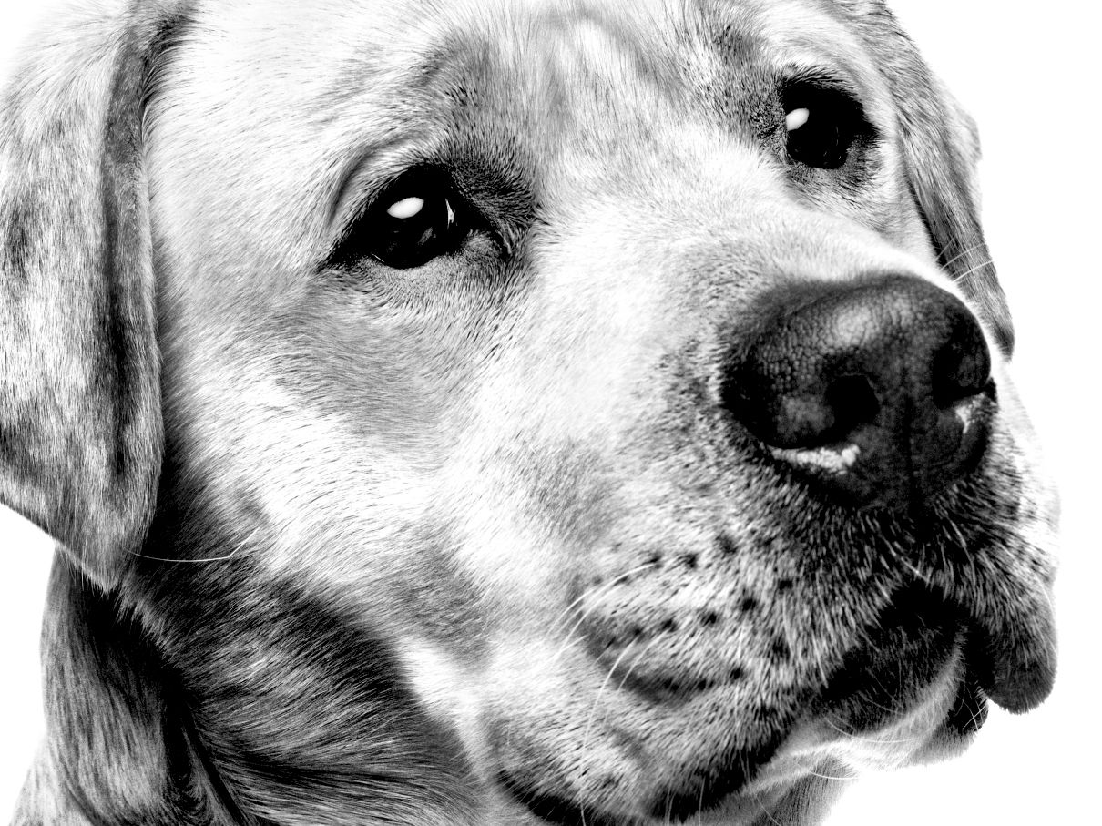 Black and white close-up portrait of Labrador's face