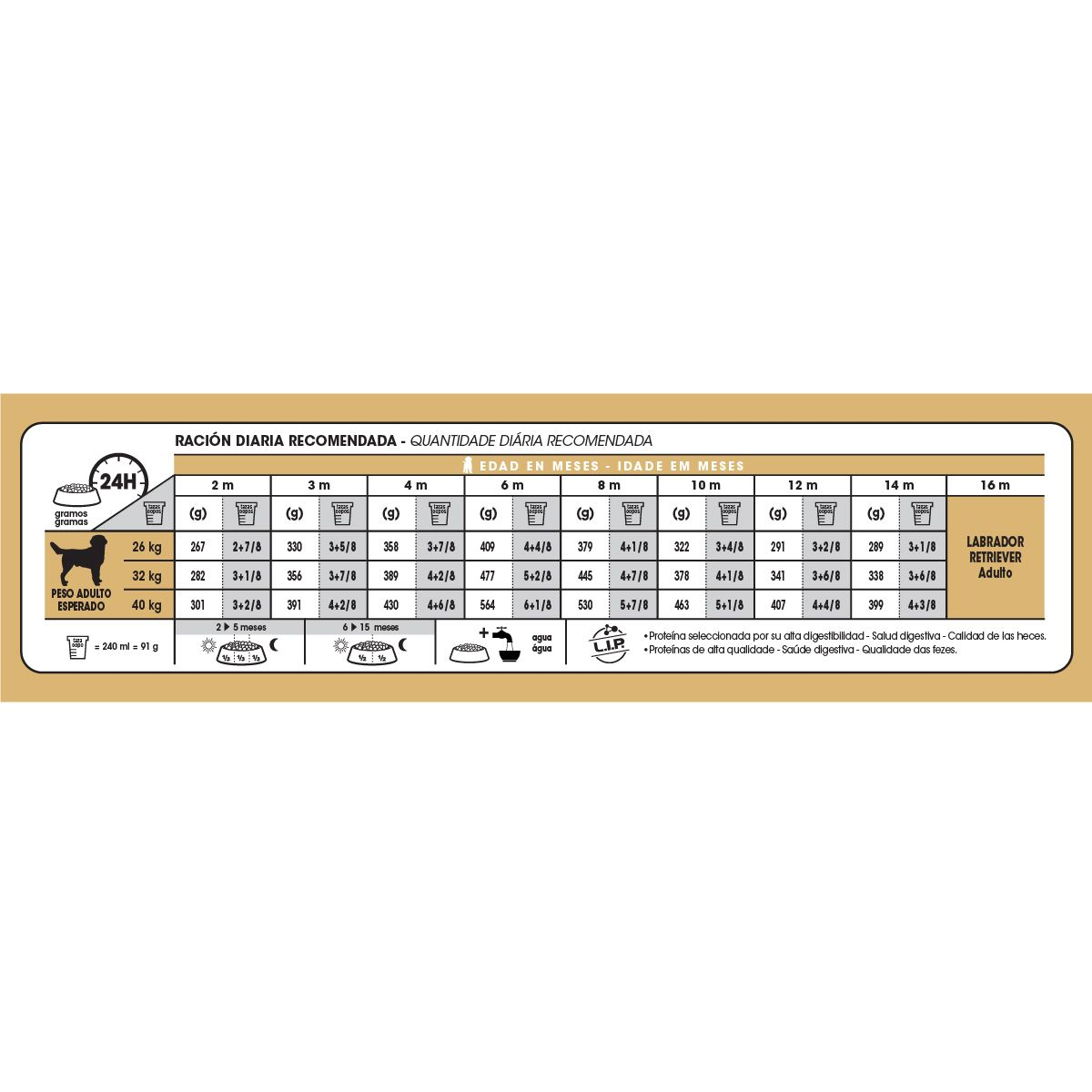 Labrador Retriever Puppy