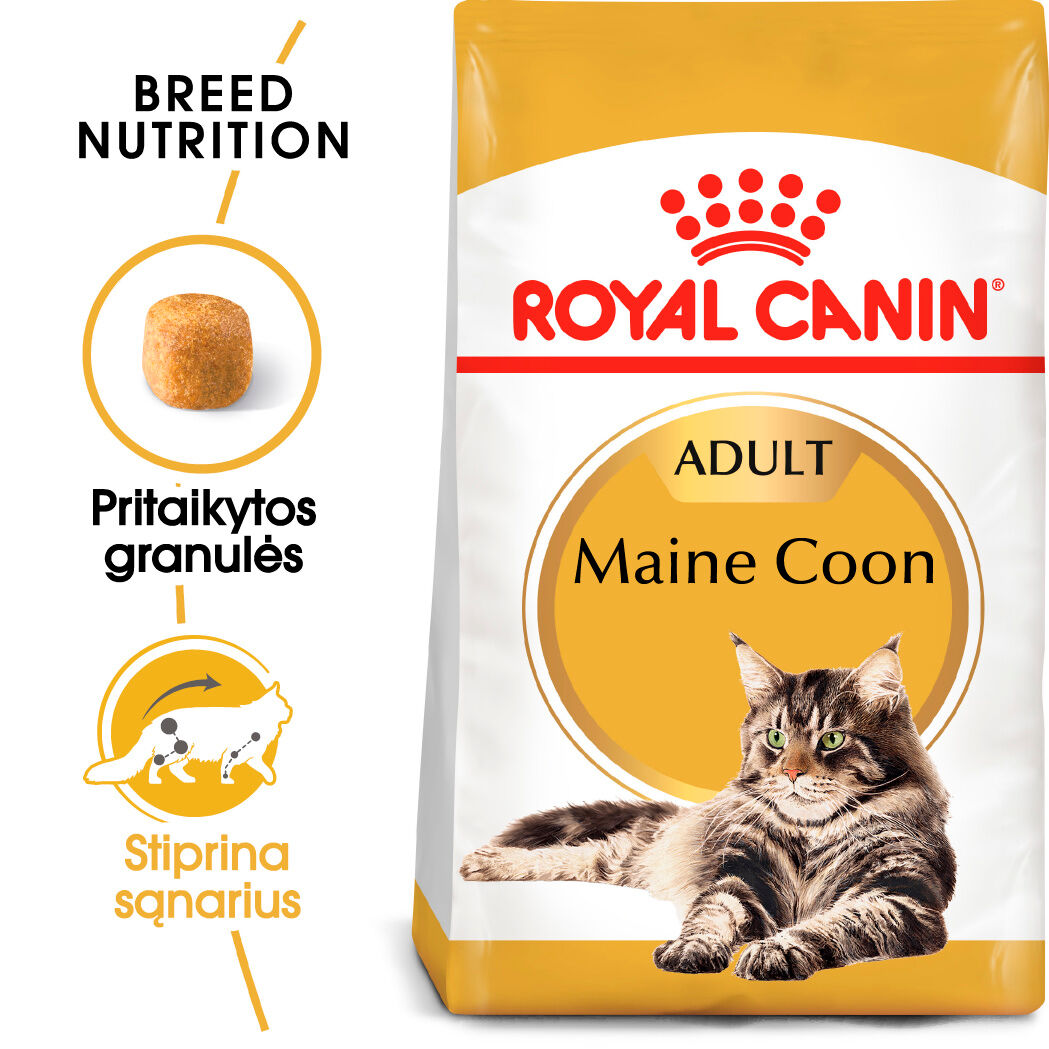 Maine Coon Adult