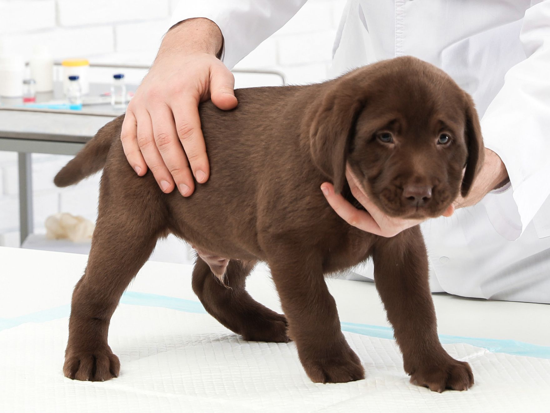 Ein schokoladenbrauner Labrador-Retriever-Welpe wird auf dem Untersuchungstisch von einem Tierarzt untersucht