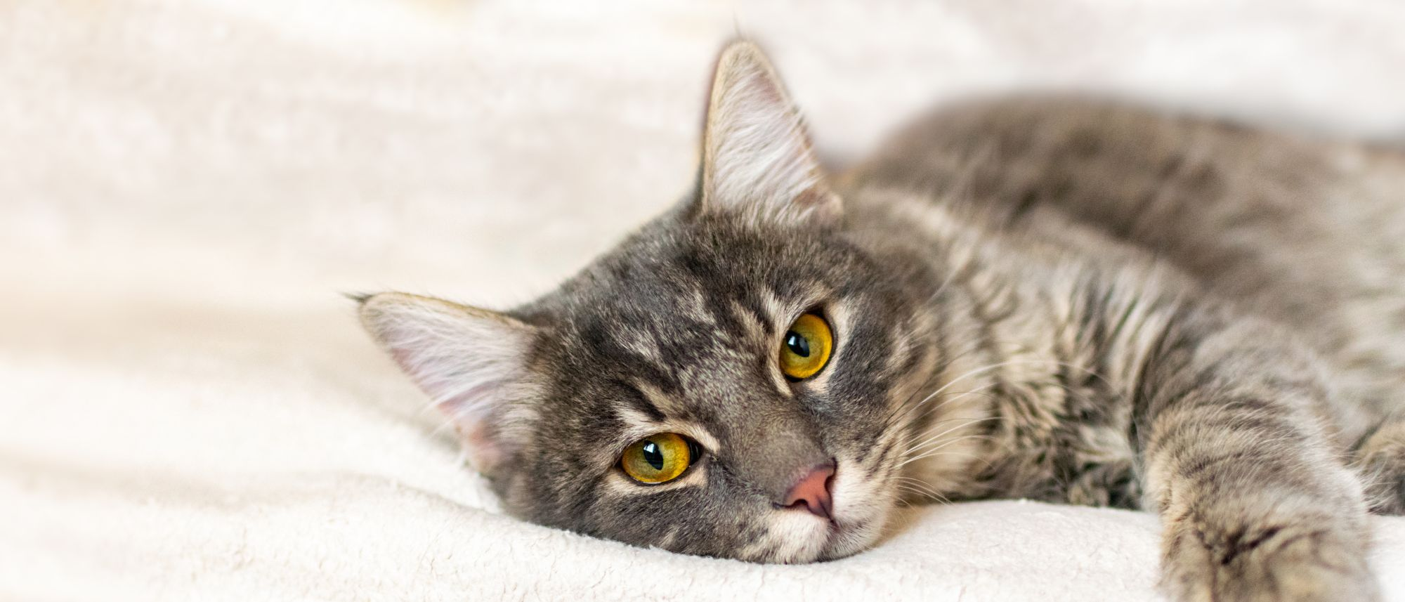 Grey and black cat lying down