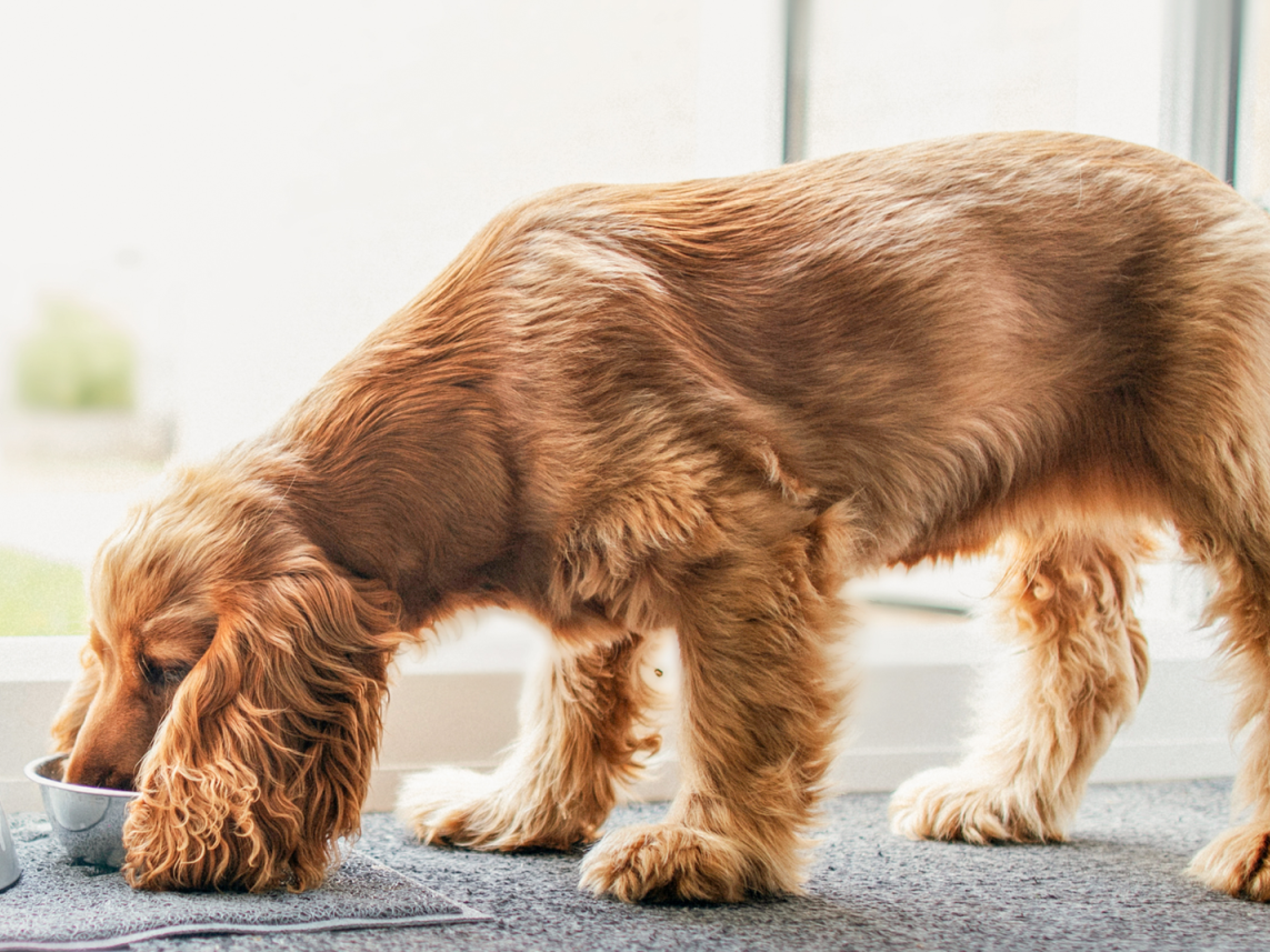 English Cocker Spaniel eet uit een voerbak op een tapijt