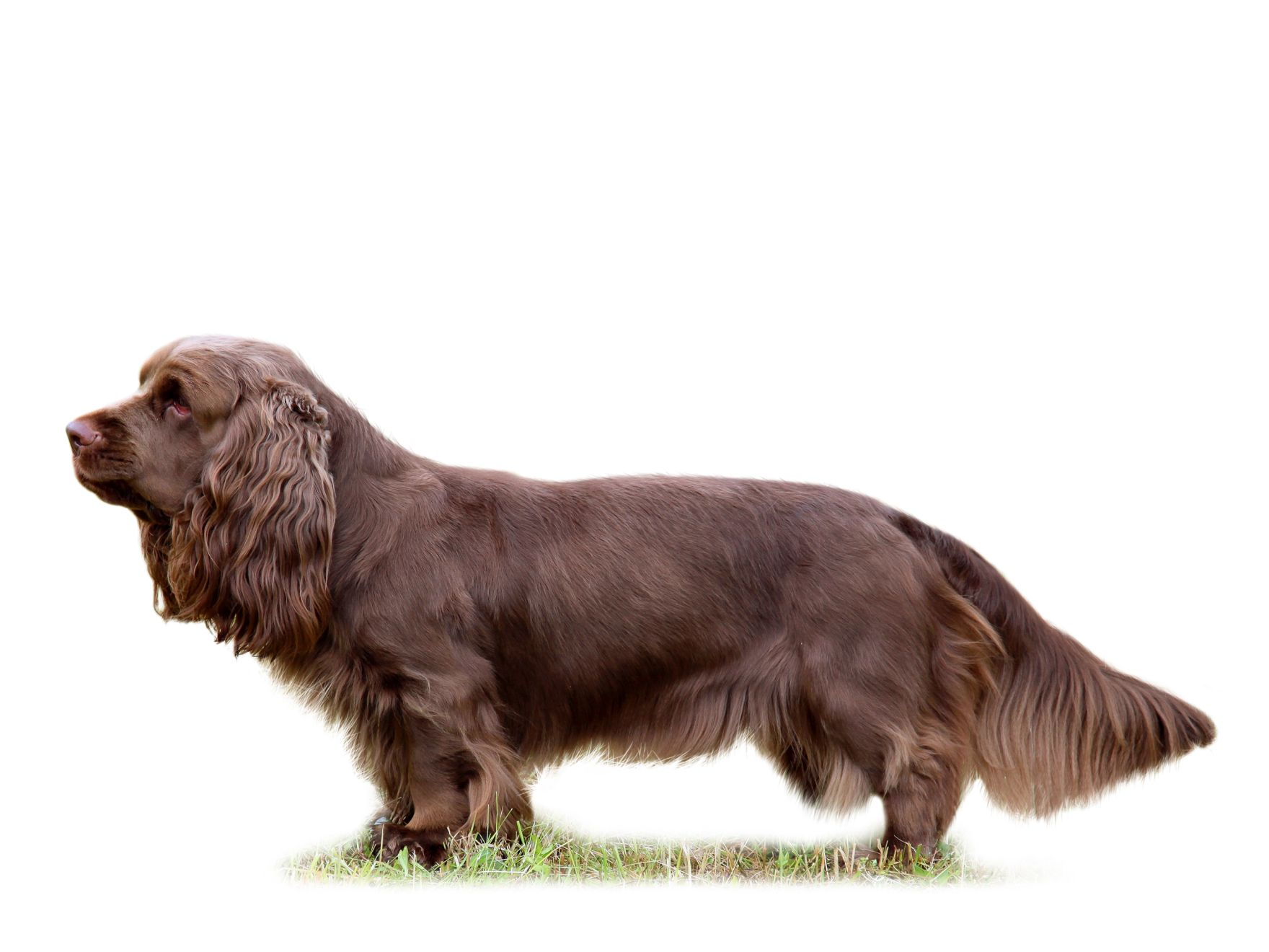 Sussex Spaniel adult standing on grass