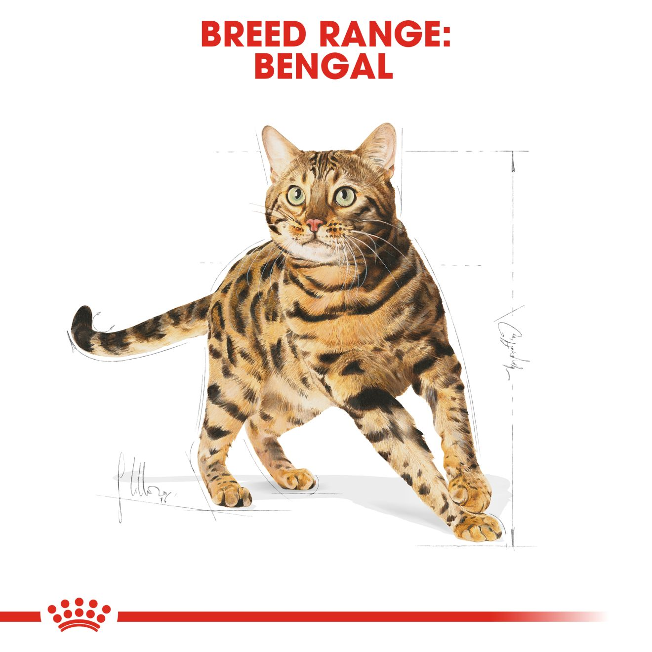 Bengal cat outlet dry food