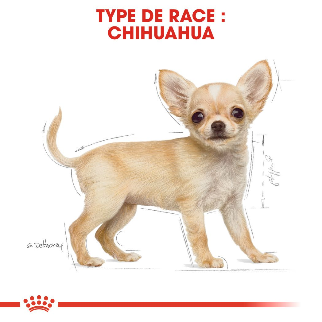 Chiot Chihuahua