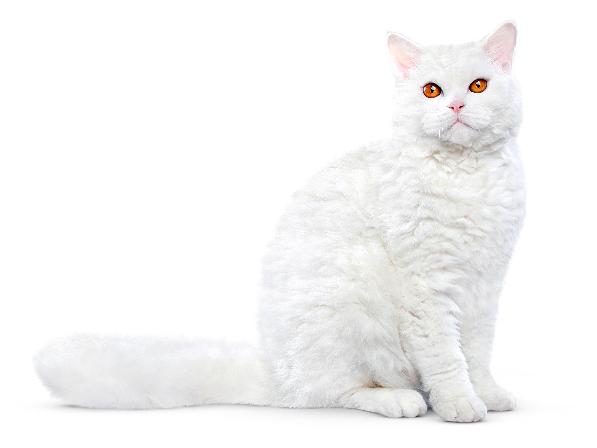 Selkirk rex adult black and white