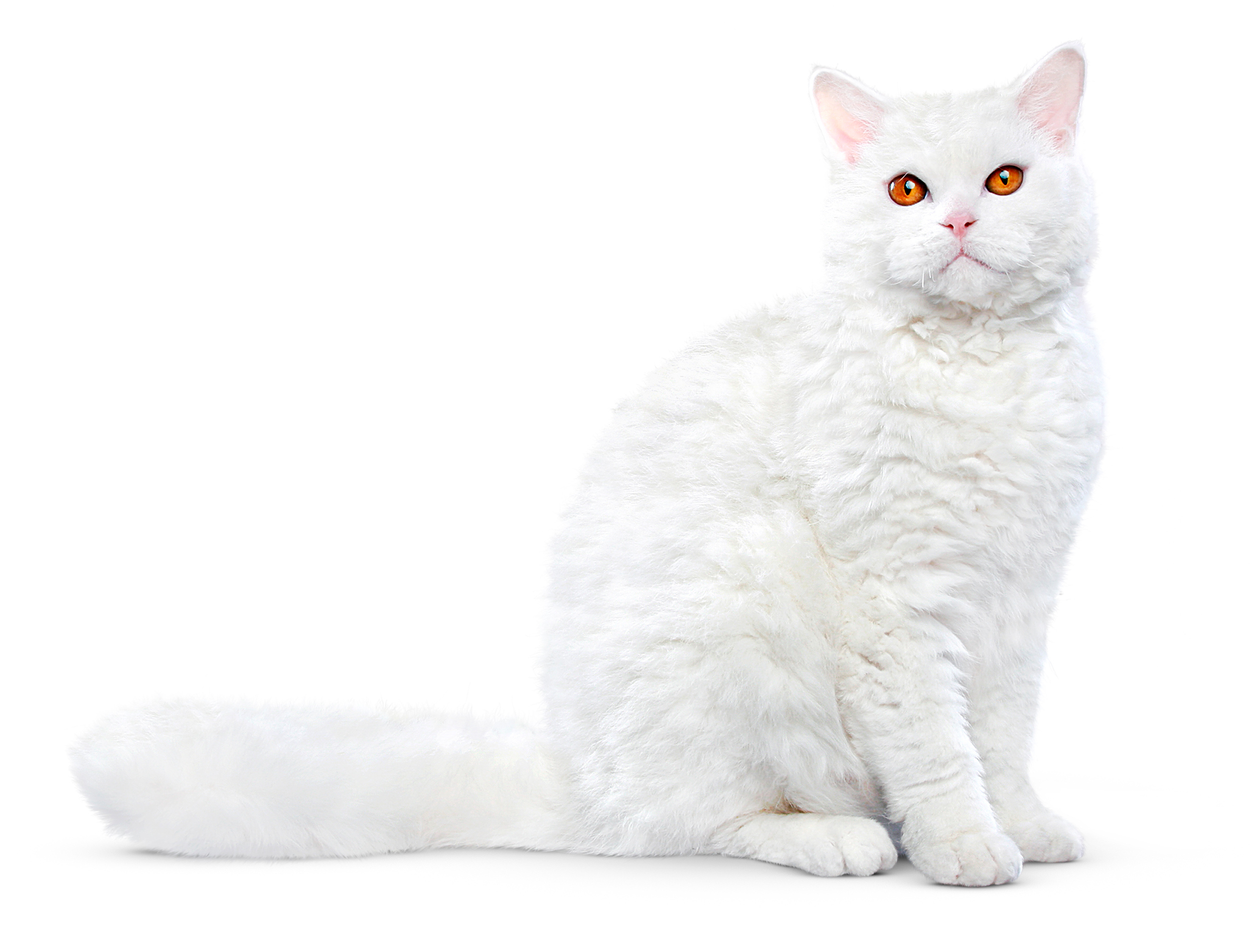 Selkirk rex adult sitting