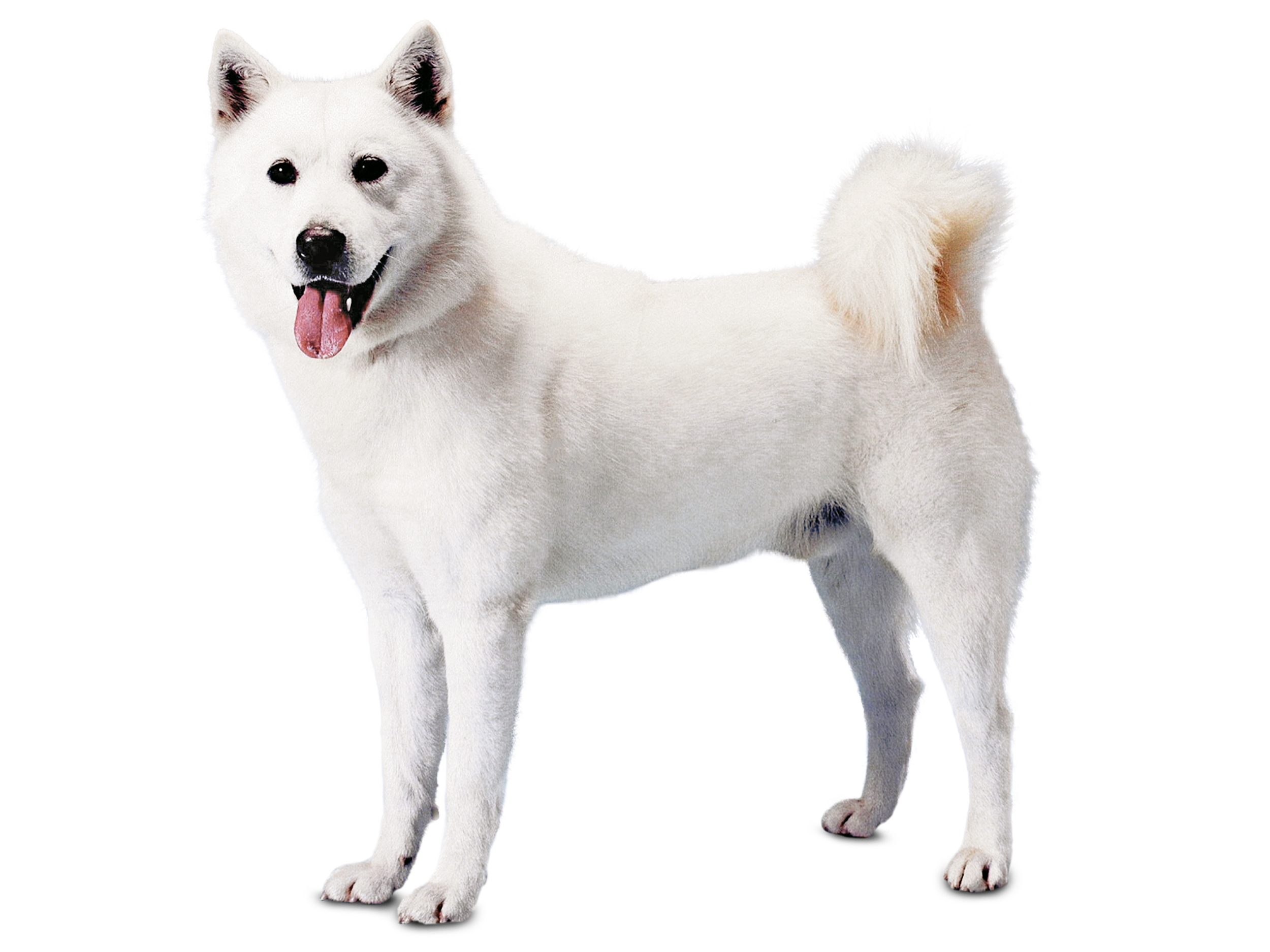 Korean Jindo Dog adult black and white