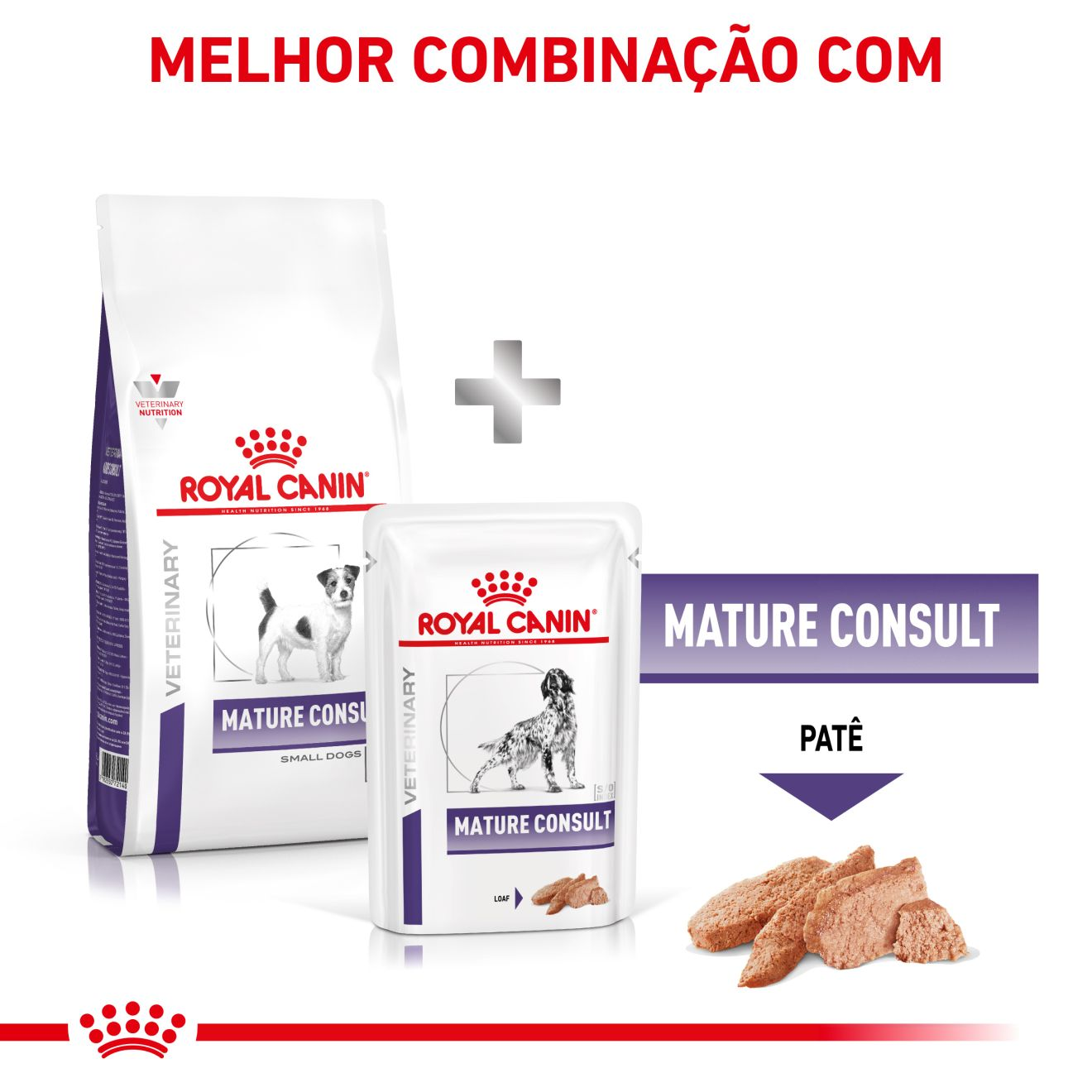 Mature Consul Small Dog