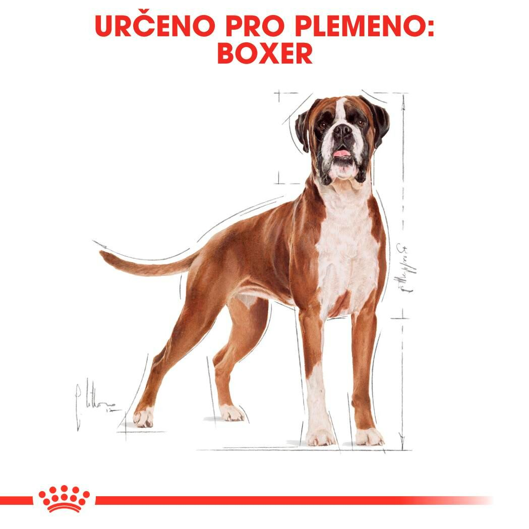 BOXER Adult