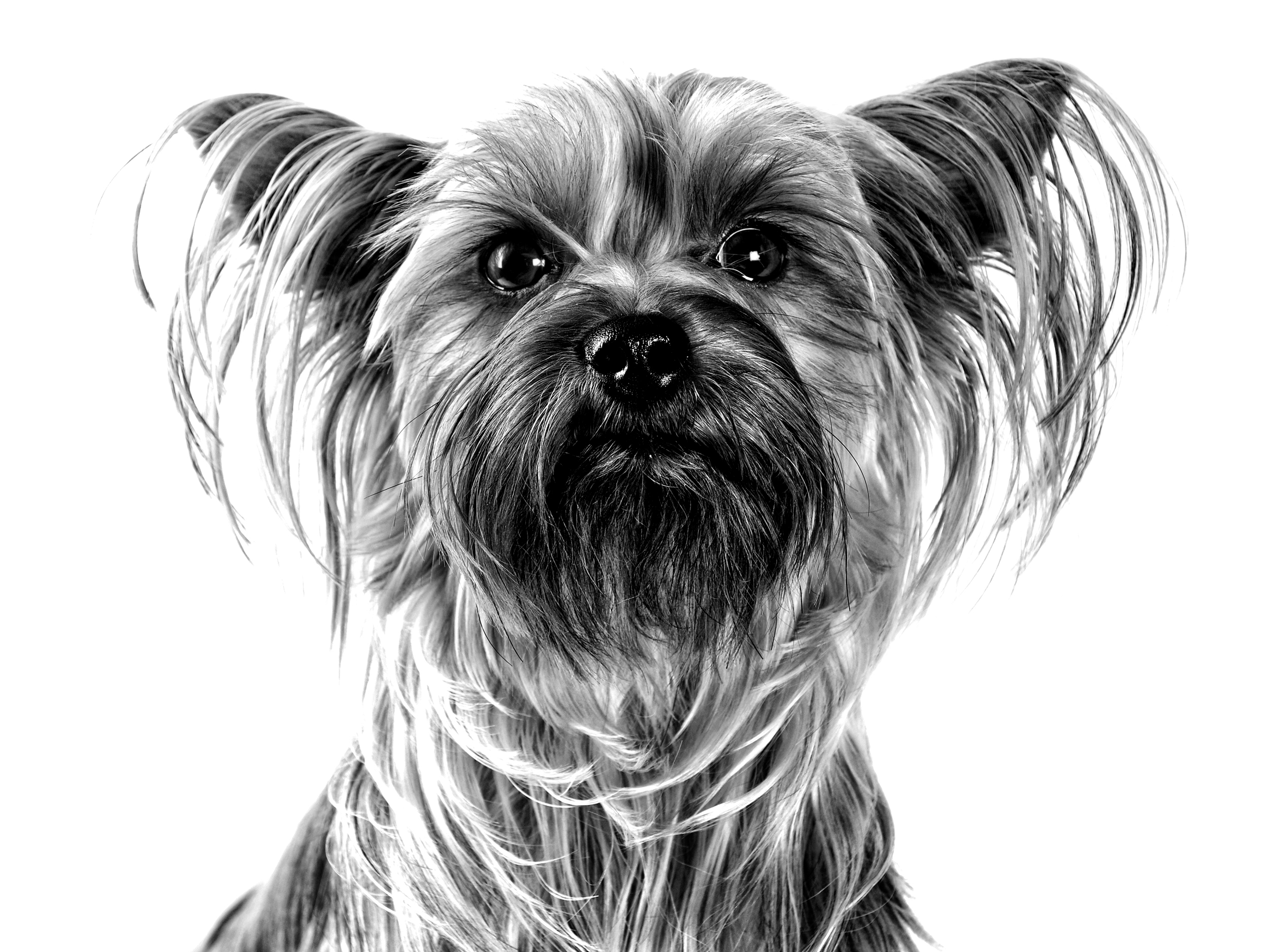 Silky Terrier adult in black and white