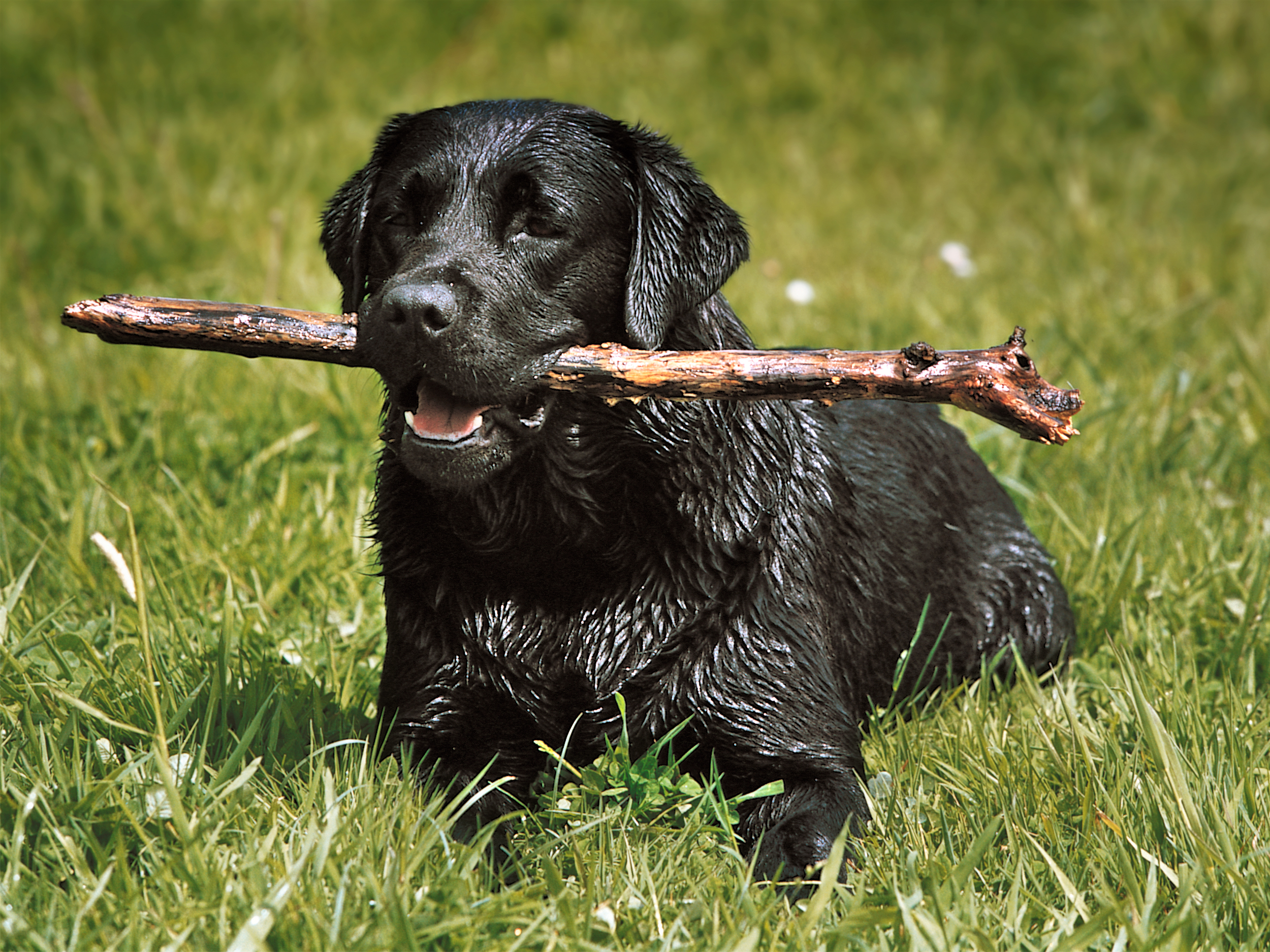 Labrador Retriever adult lying down in grass with a stick