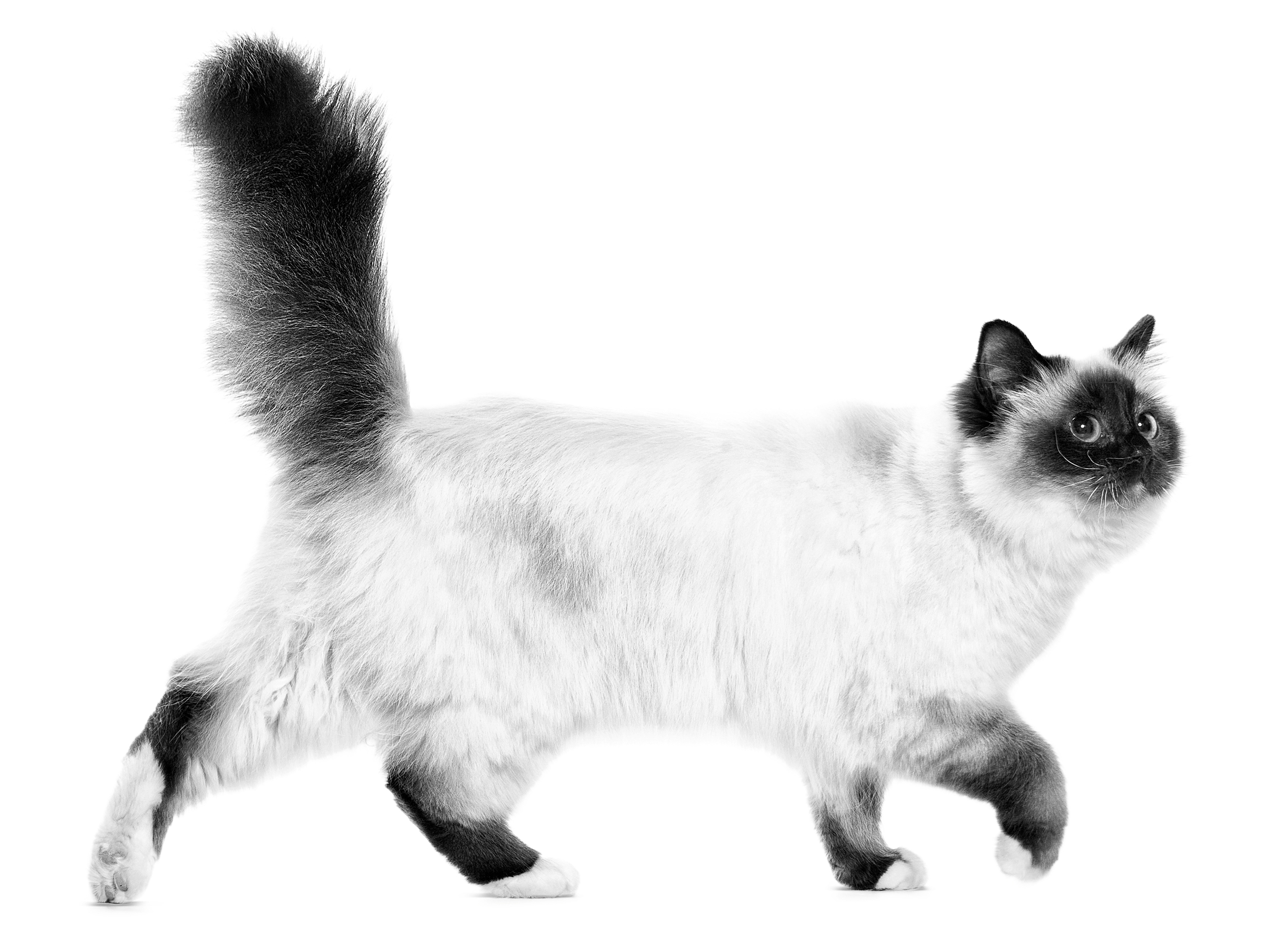 Sacred birman adult black and white