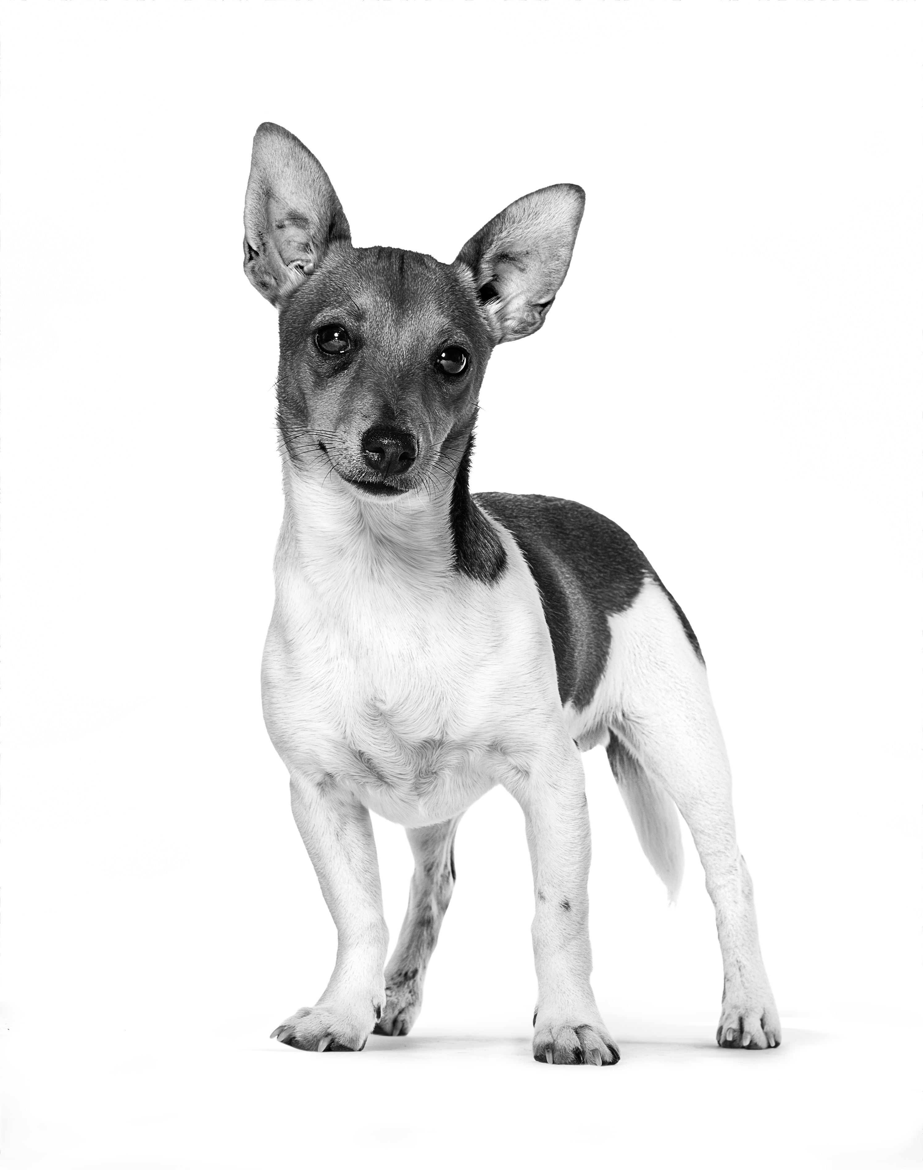 Black and white Podengo standing