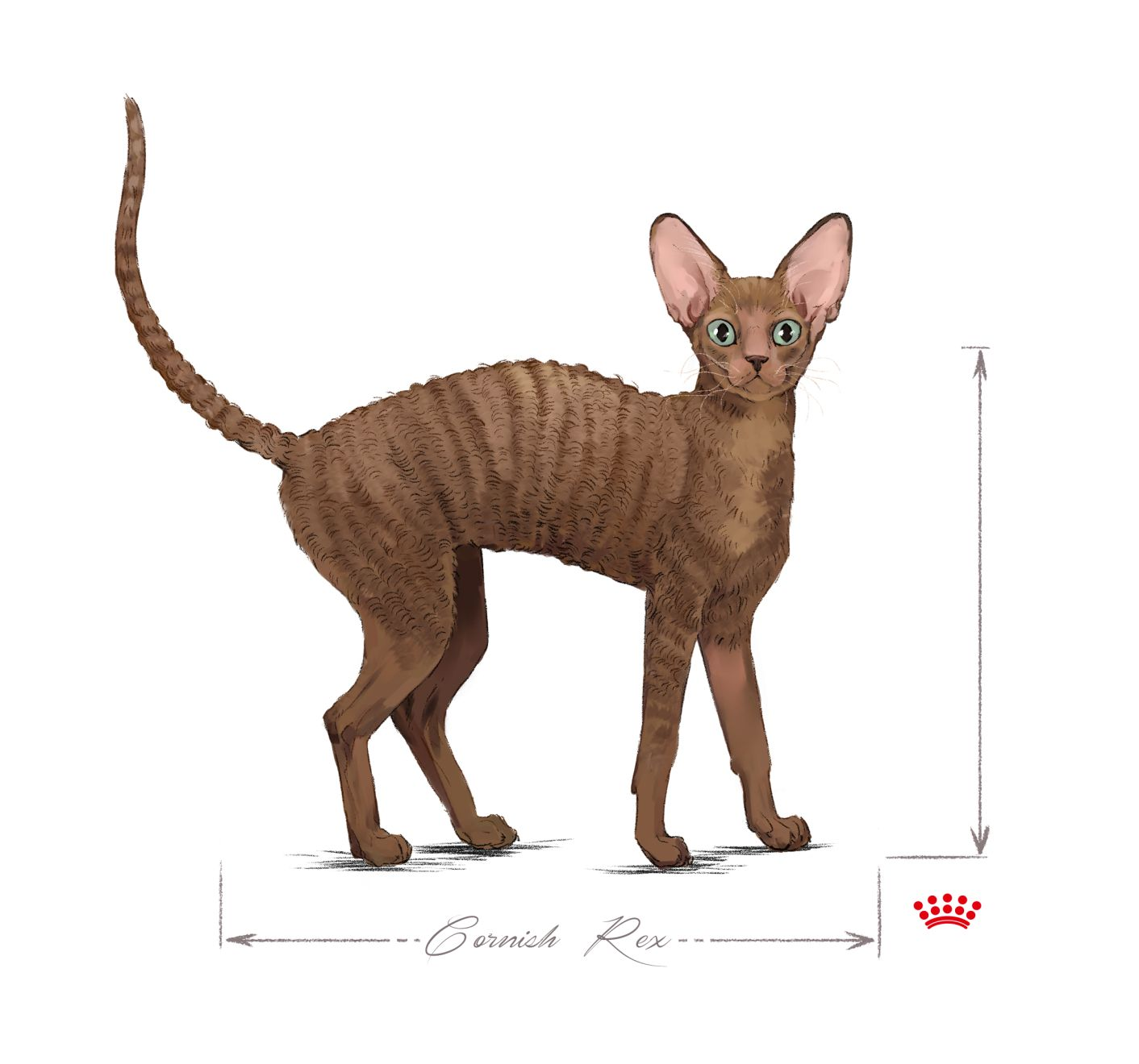 Cornish Rex adult standing