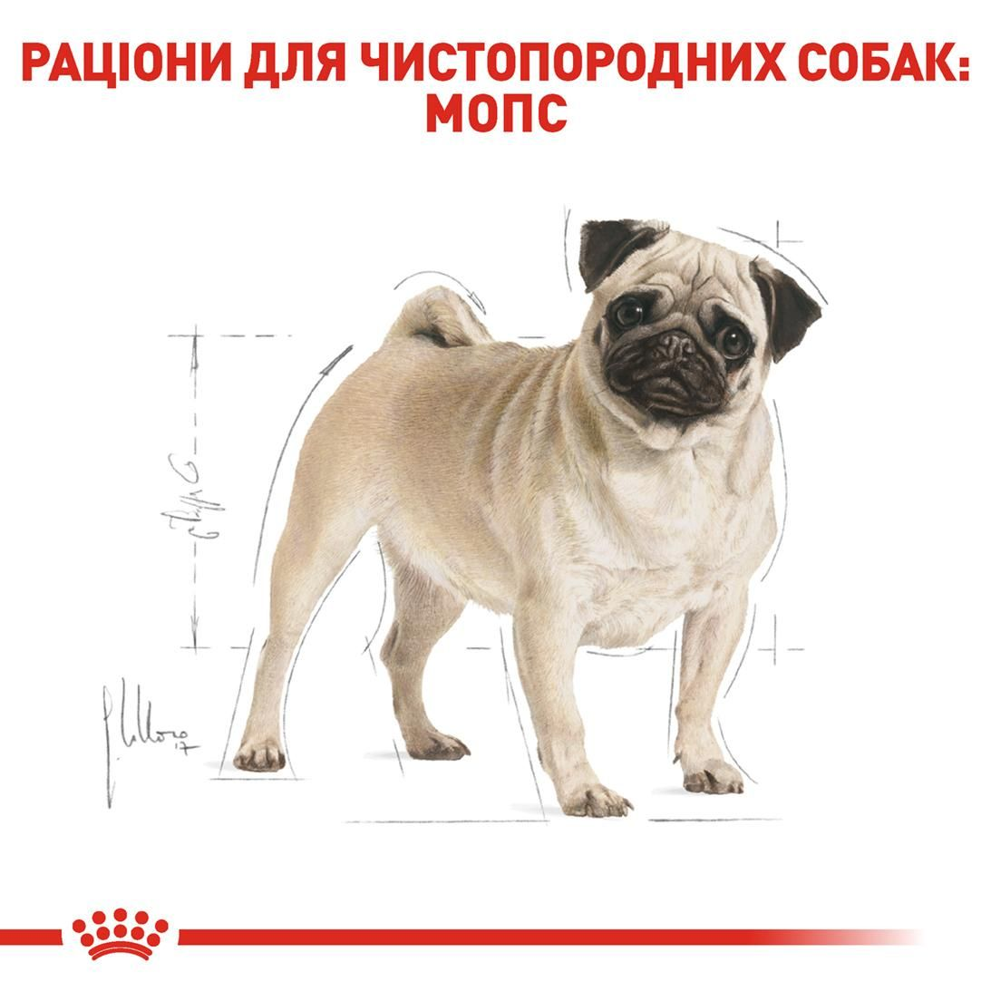 Pug Adult