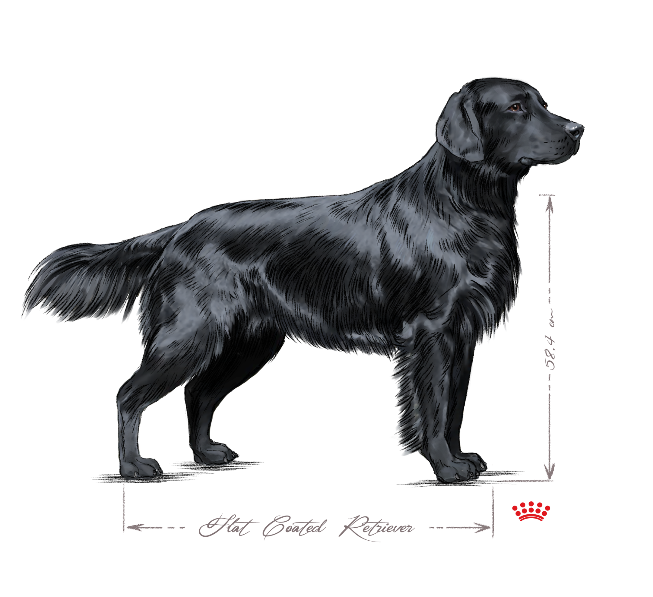 Flat coated retriever adult black and white