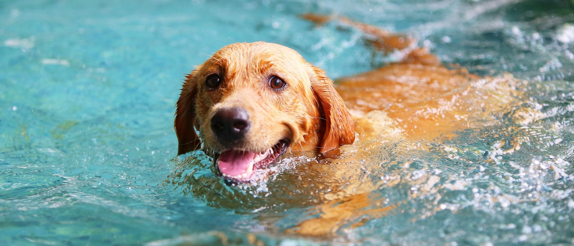 Labrador Retriever adult running through the water