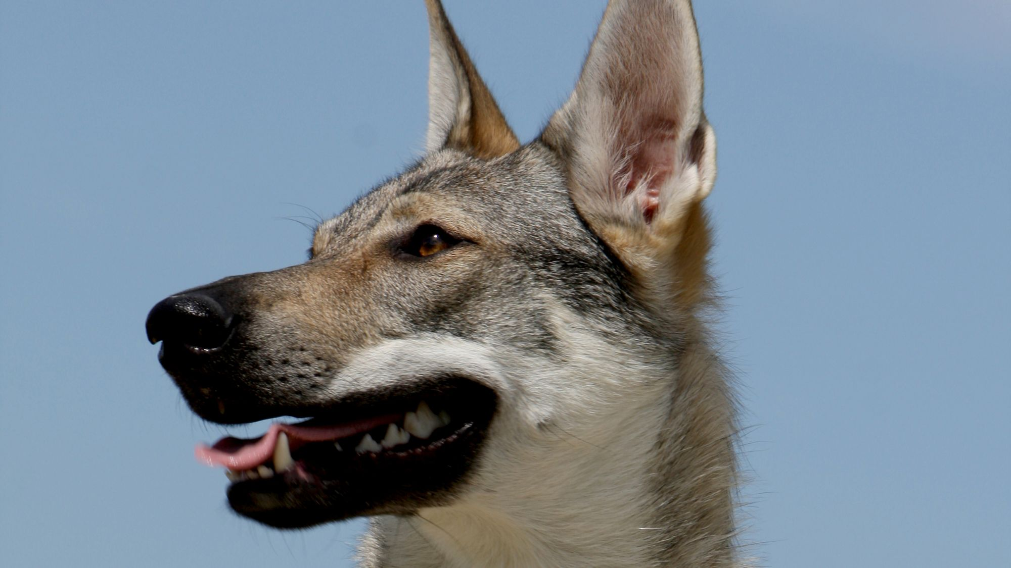 Close-up side view of a Czechoslovakian Wolfdog with its tongue out