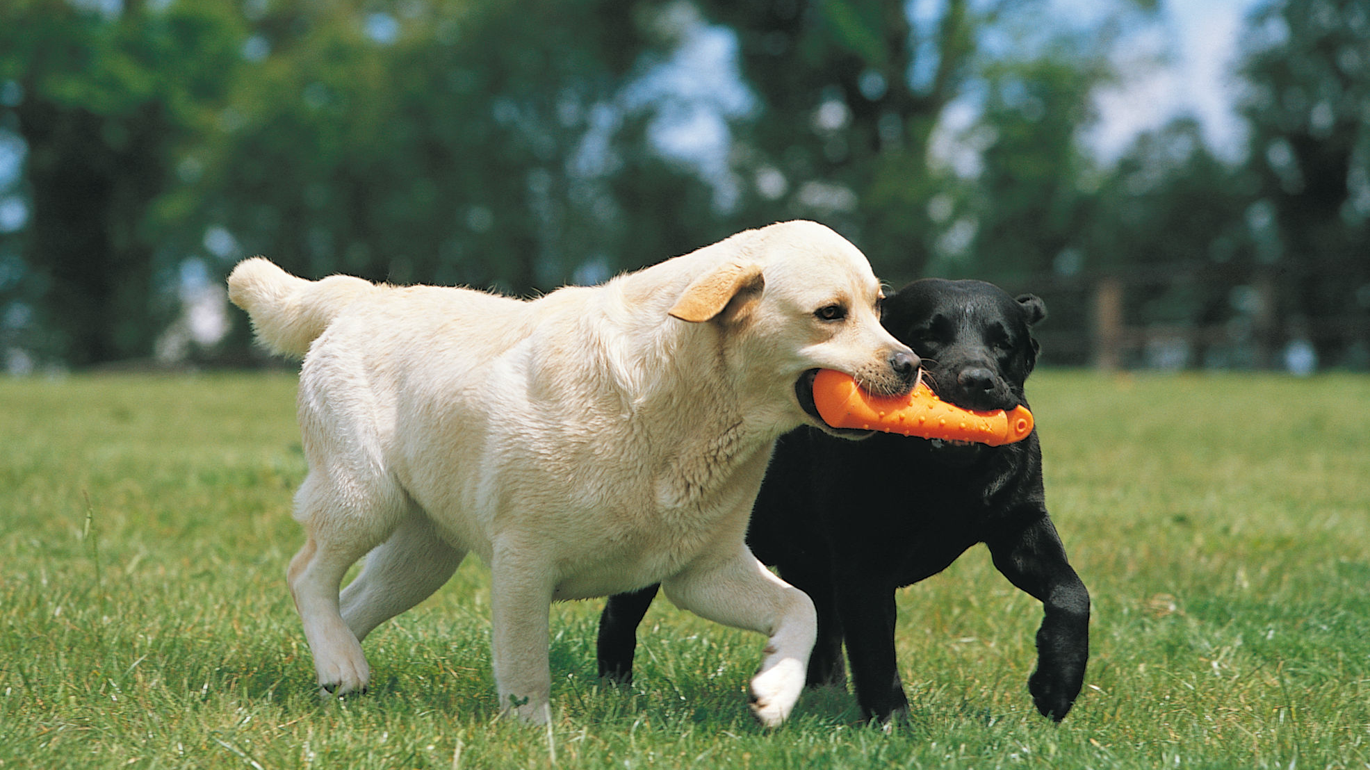 Samaa oranssia lelua suussaan pitävät musta ja keltainen labradorinnoutaja juoksemassa nurmikolla