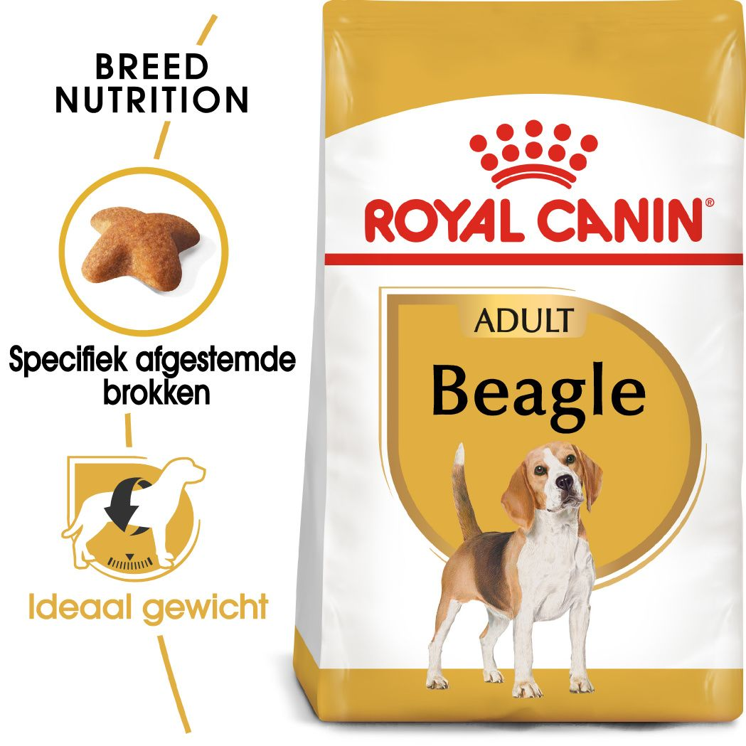 Beagle Adult