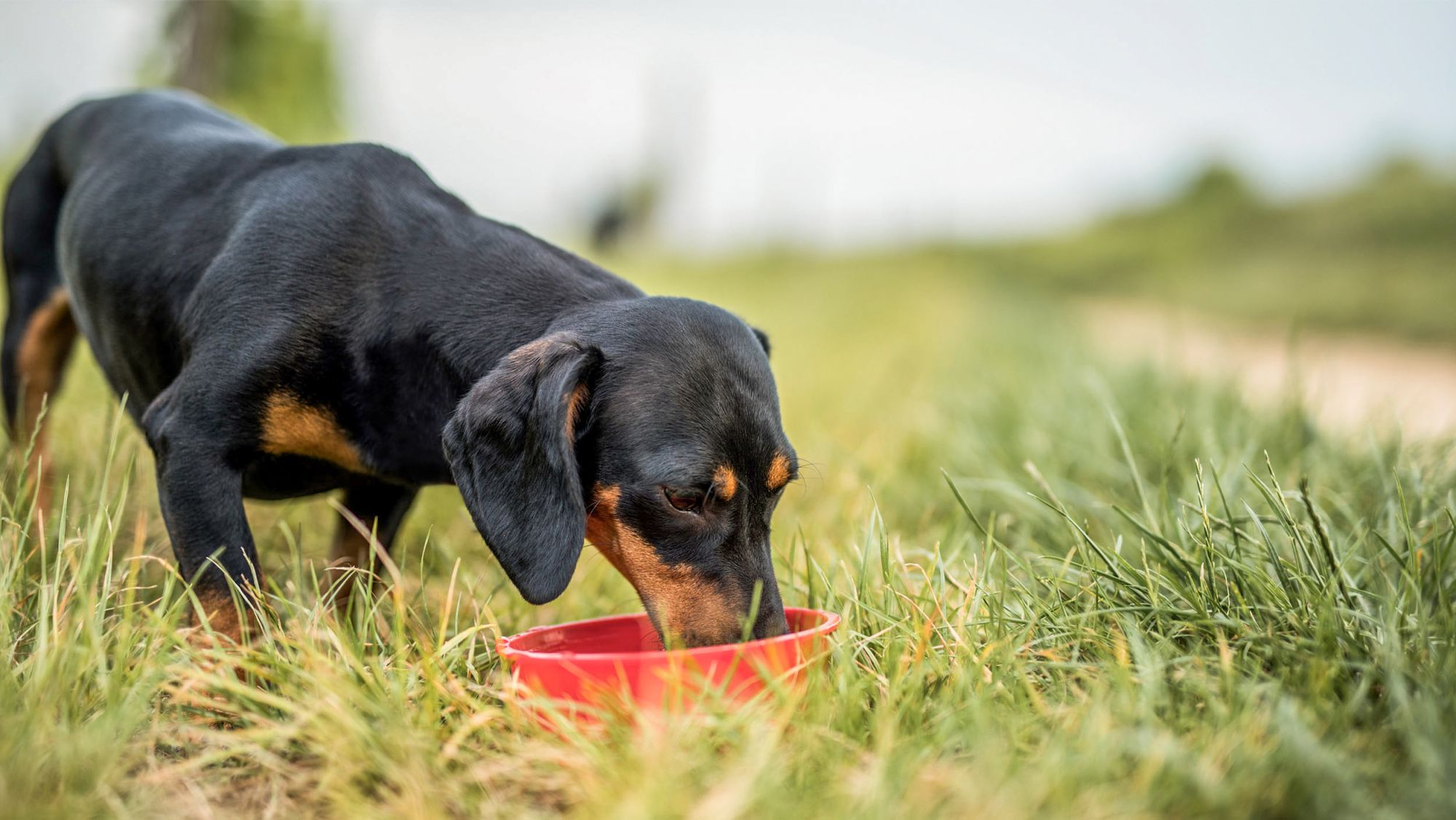 Perro adulto de pie afuera comiendo de un tazón rojo