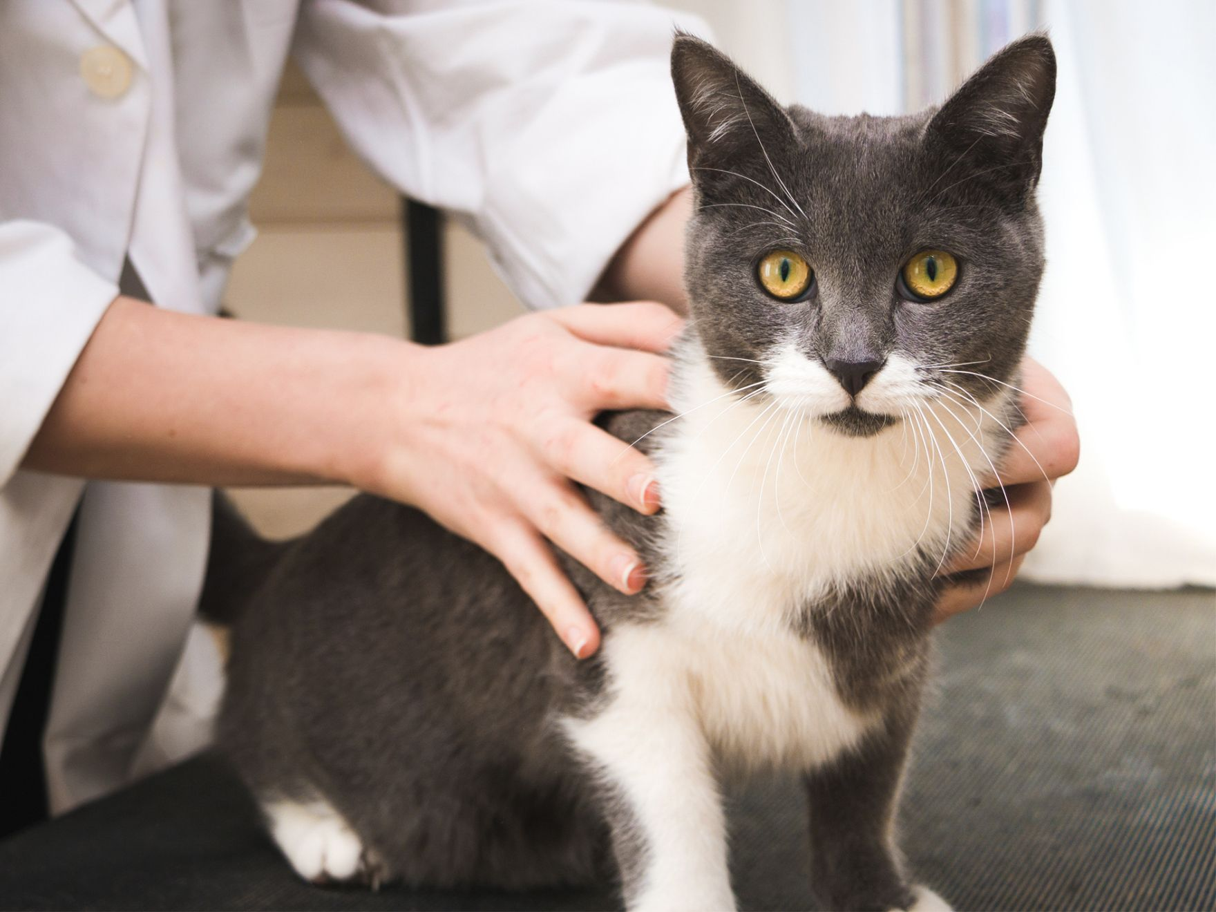 座っているグレーと白の猫の肋骨をペットオーナーが触って確認しているところ