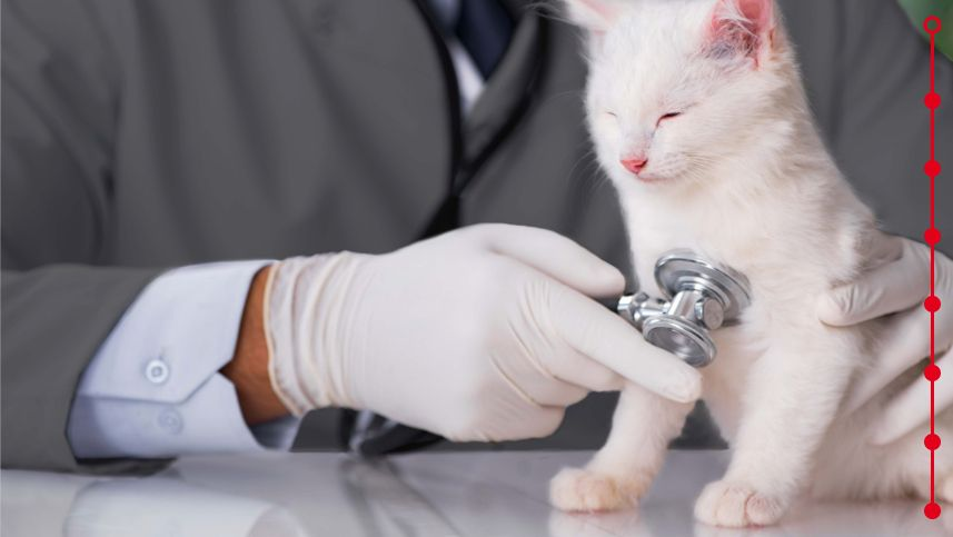 kitten routine 4 white kitten visiting a vet