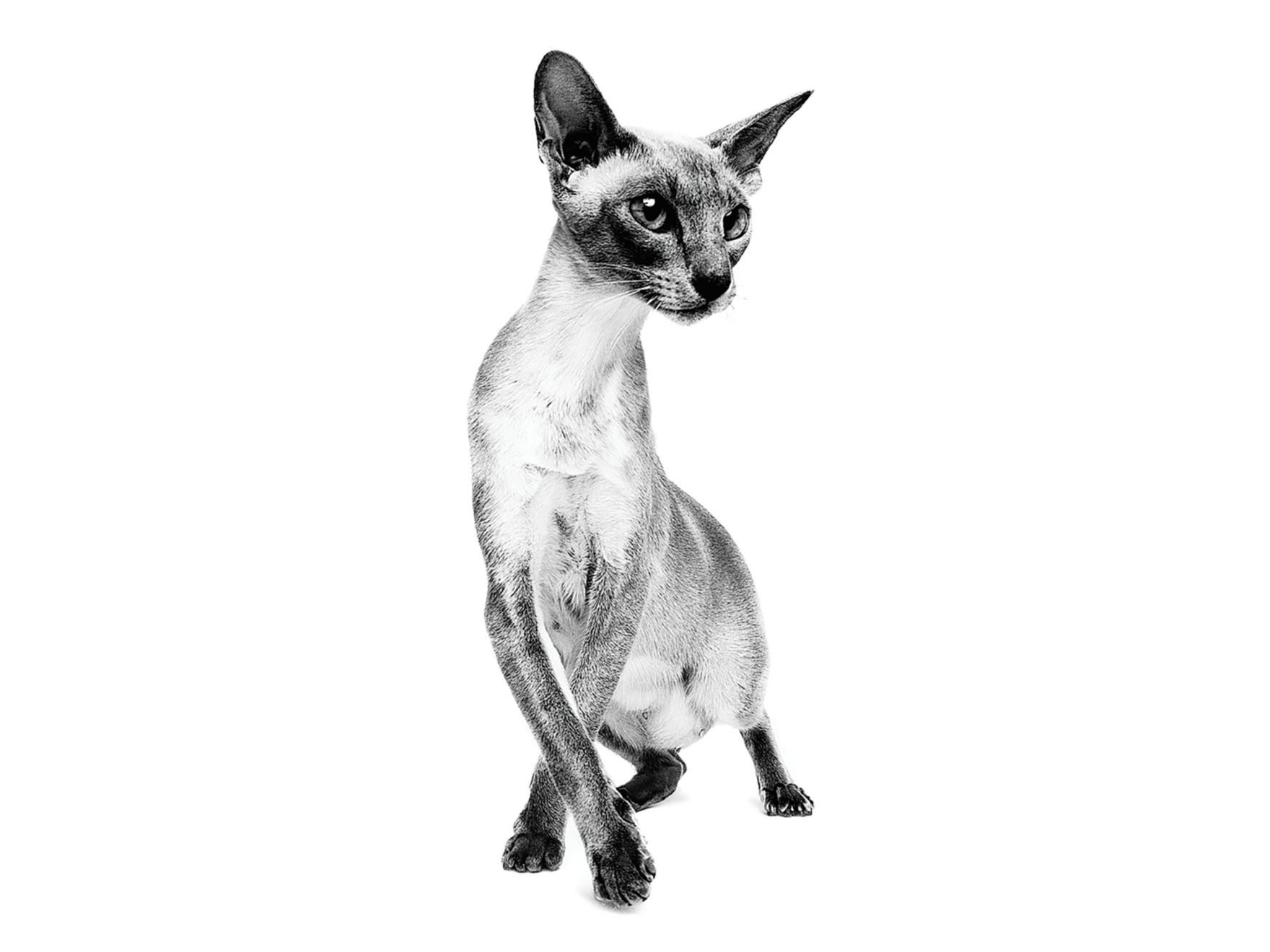 La salud es magnífica para tu gato siamés