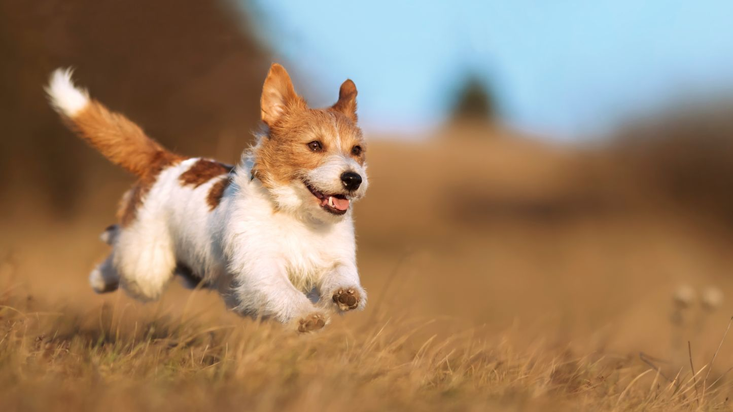 Cachorro de perro juguetón corriendo, saltando en la hierba.