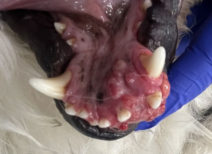 L’image montre une hyperplasie locale de la gencive et de la muqueuse sur la mandibule rostrale gauche au niveau des dents 301-304