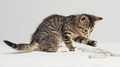 Grey kitten walking through grass