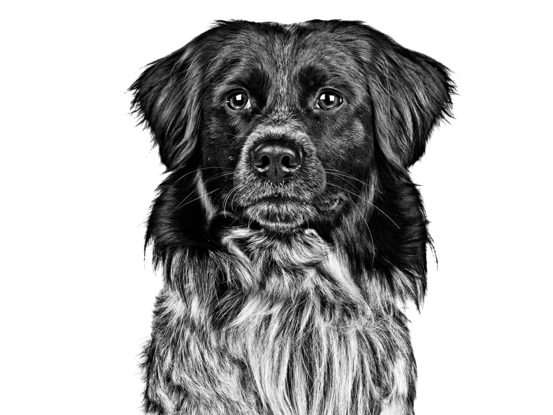 Stabyhoun adulto in bianco e nero 