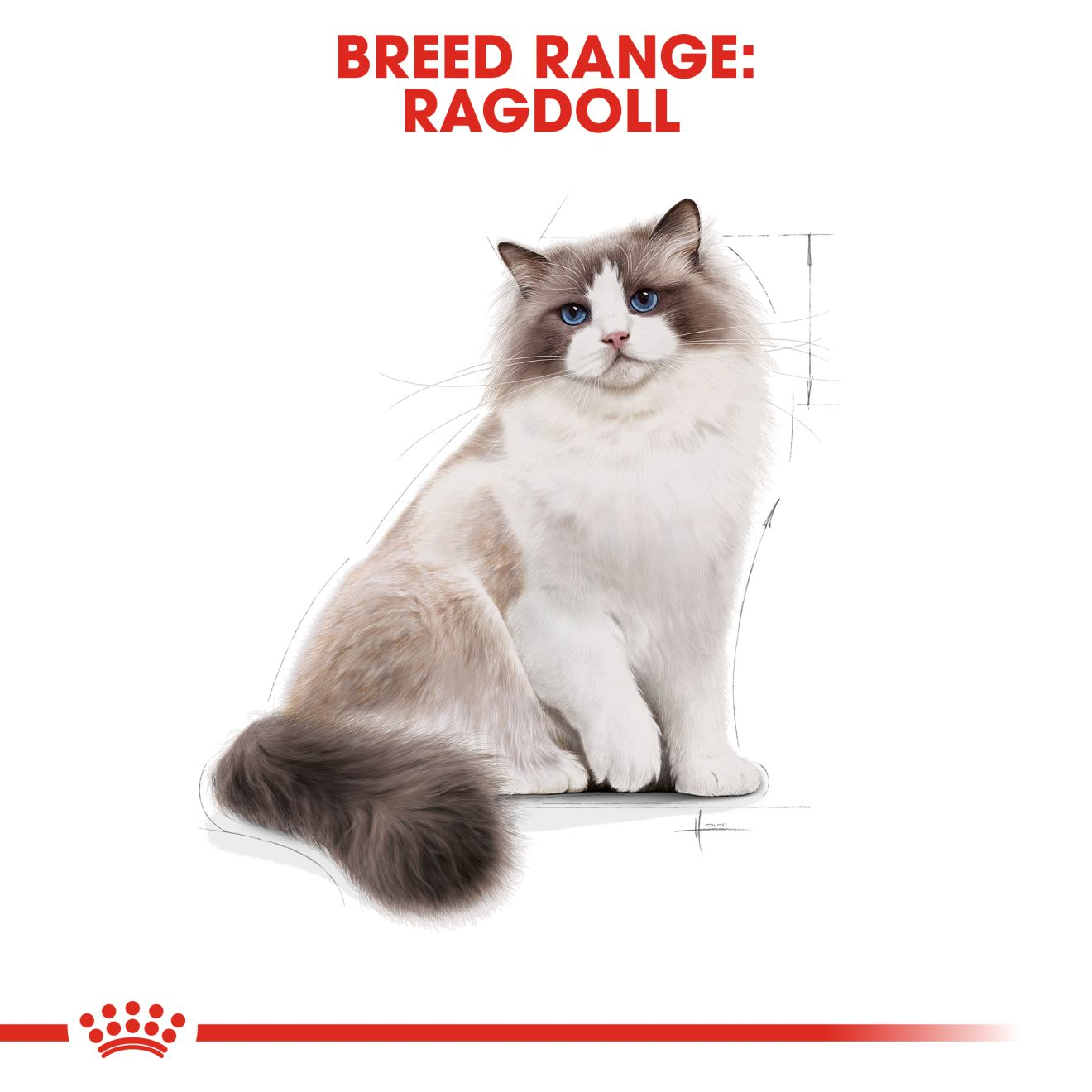 Best food for ragdoll cats uk best sale