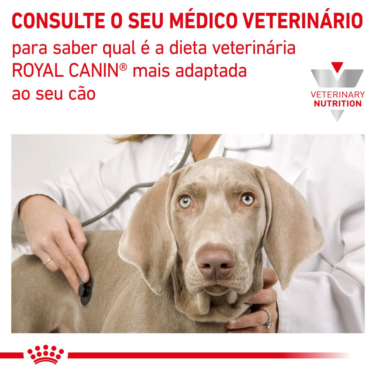 Mature Consul Small Dog