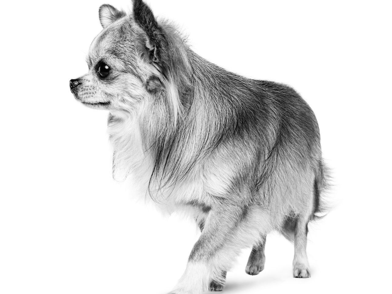 Chihuahua de pelo largo de pie en blanco y negro