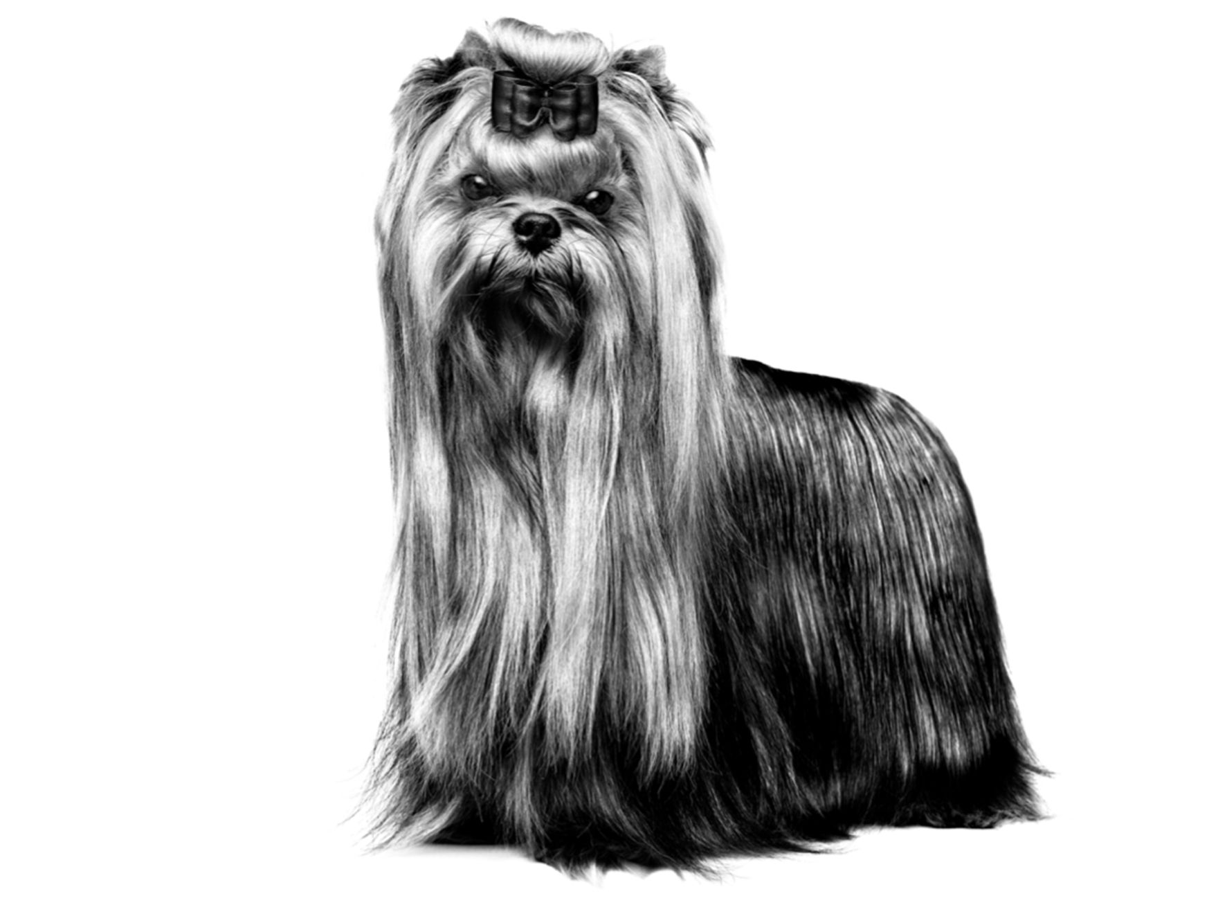 Yorkshire terrier se tenant debout en noir et blanc