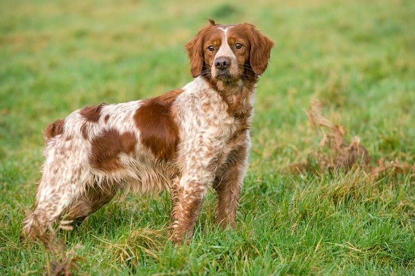 Breton spaniel shops for