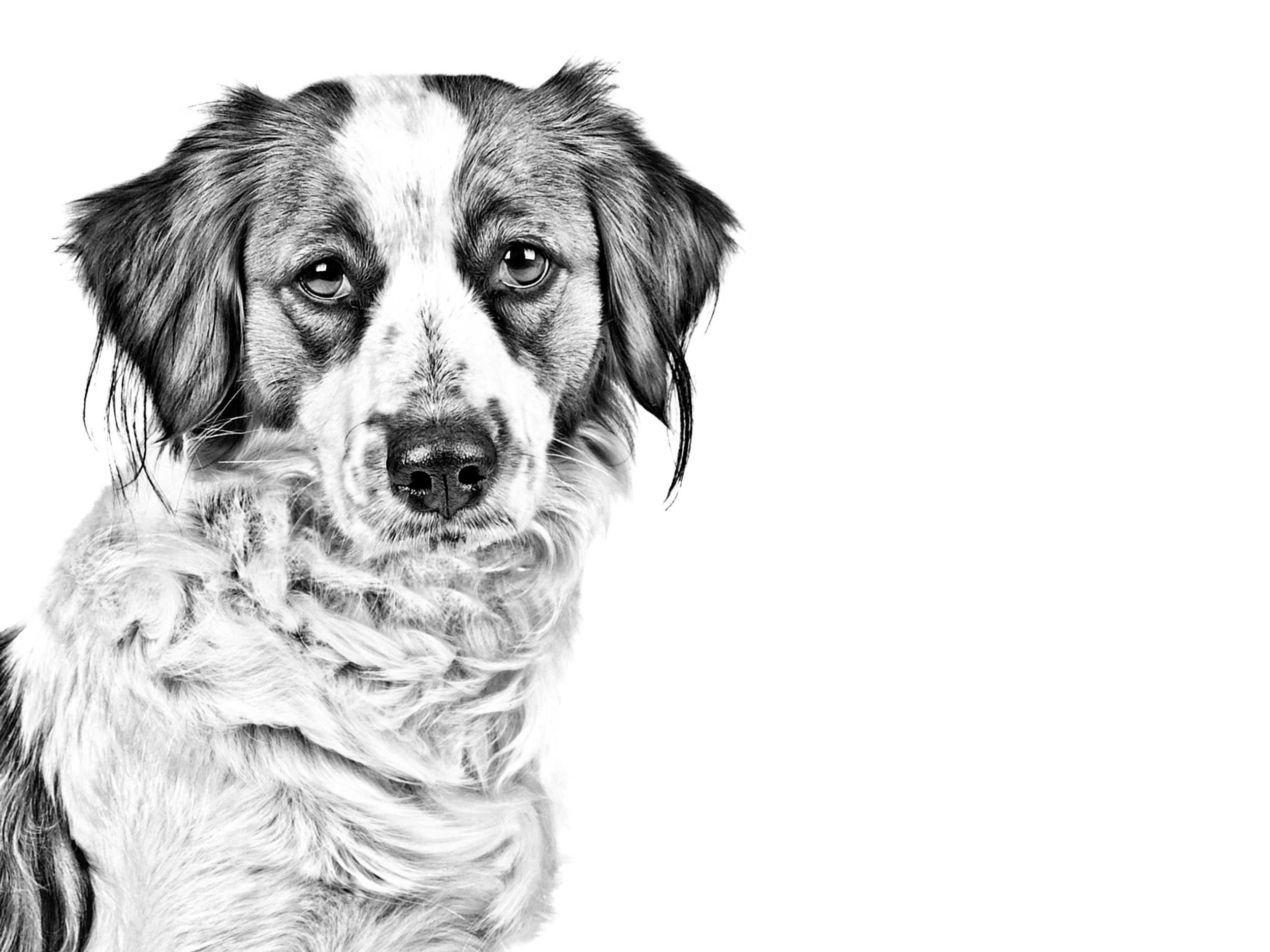 Kooikerhondje adult in black and white