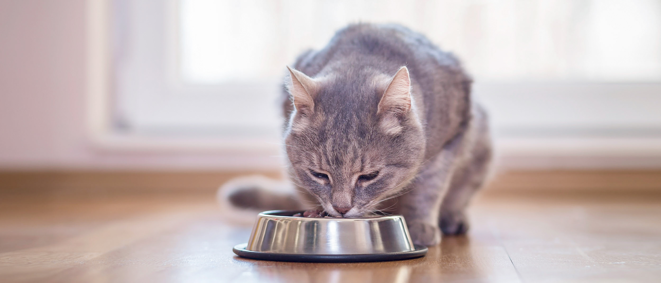 Adult cat sitting down indoors eating from a silver bowl.