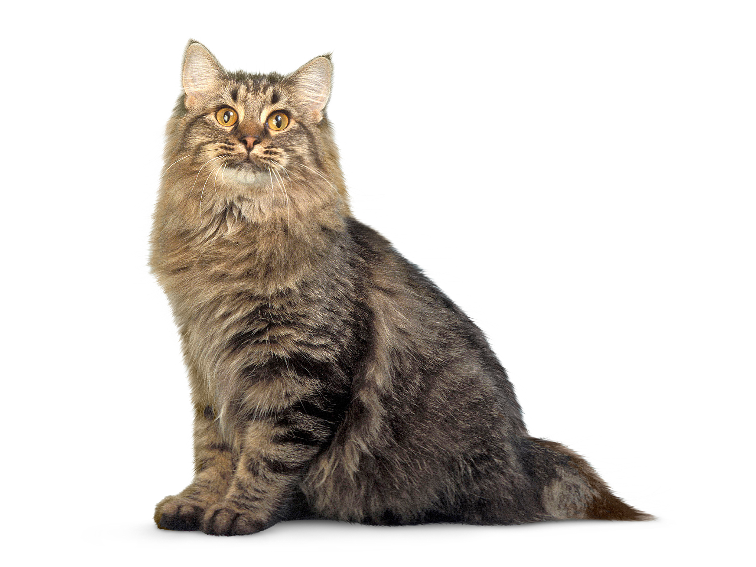 American Bobtail adult in black and white