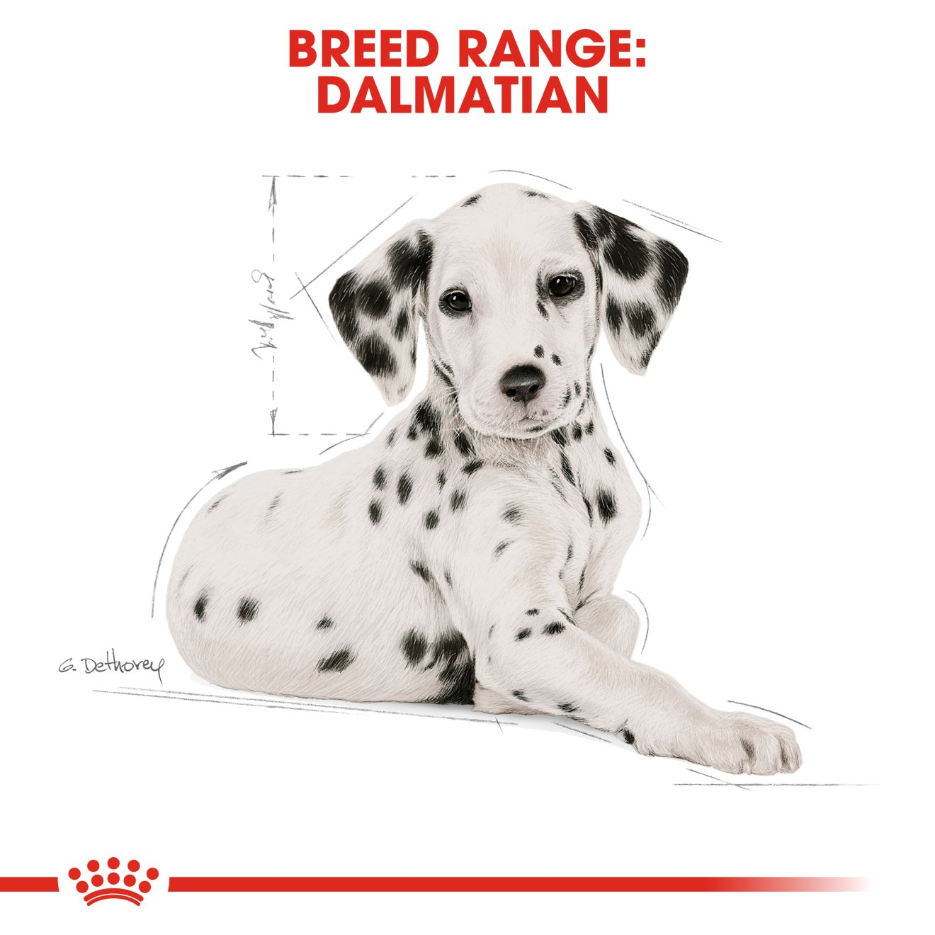 Dalmatian puppy outlet diet