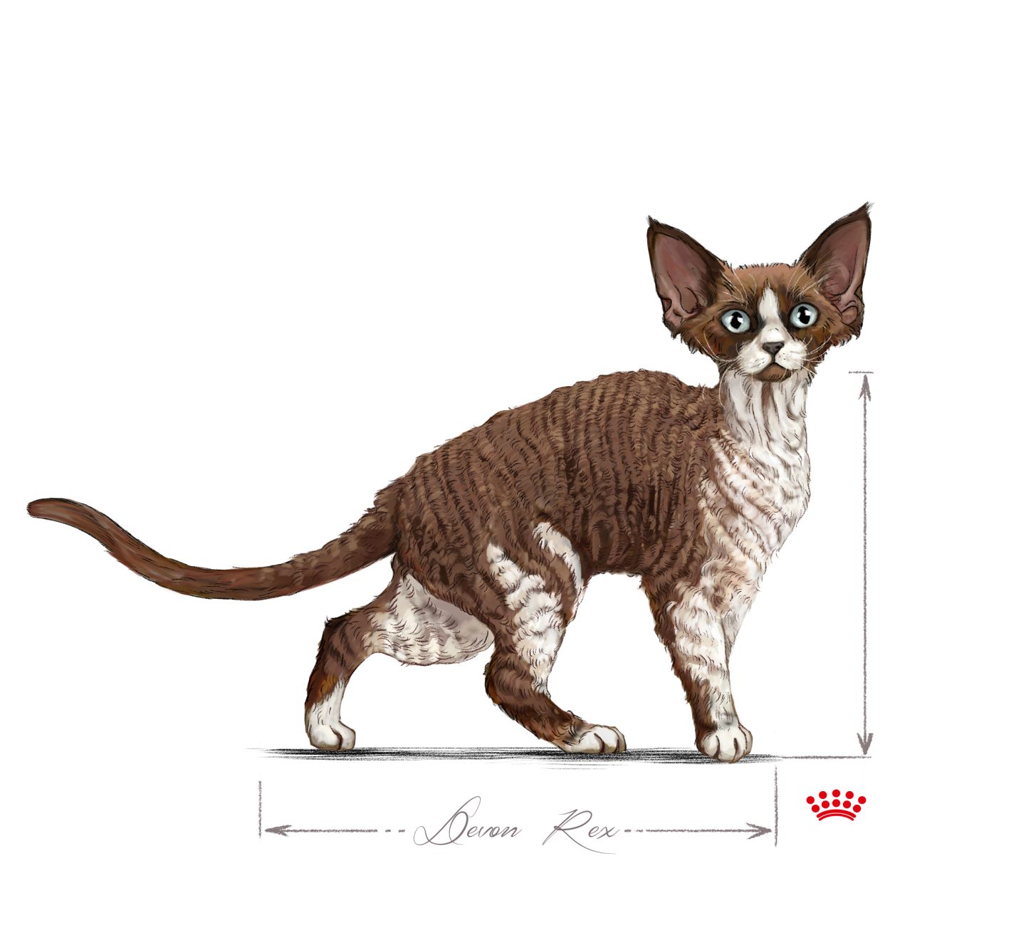 Devon Rex adulto en blanco y negro