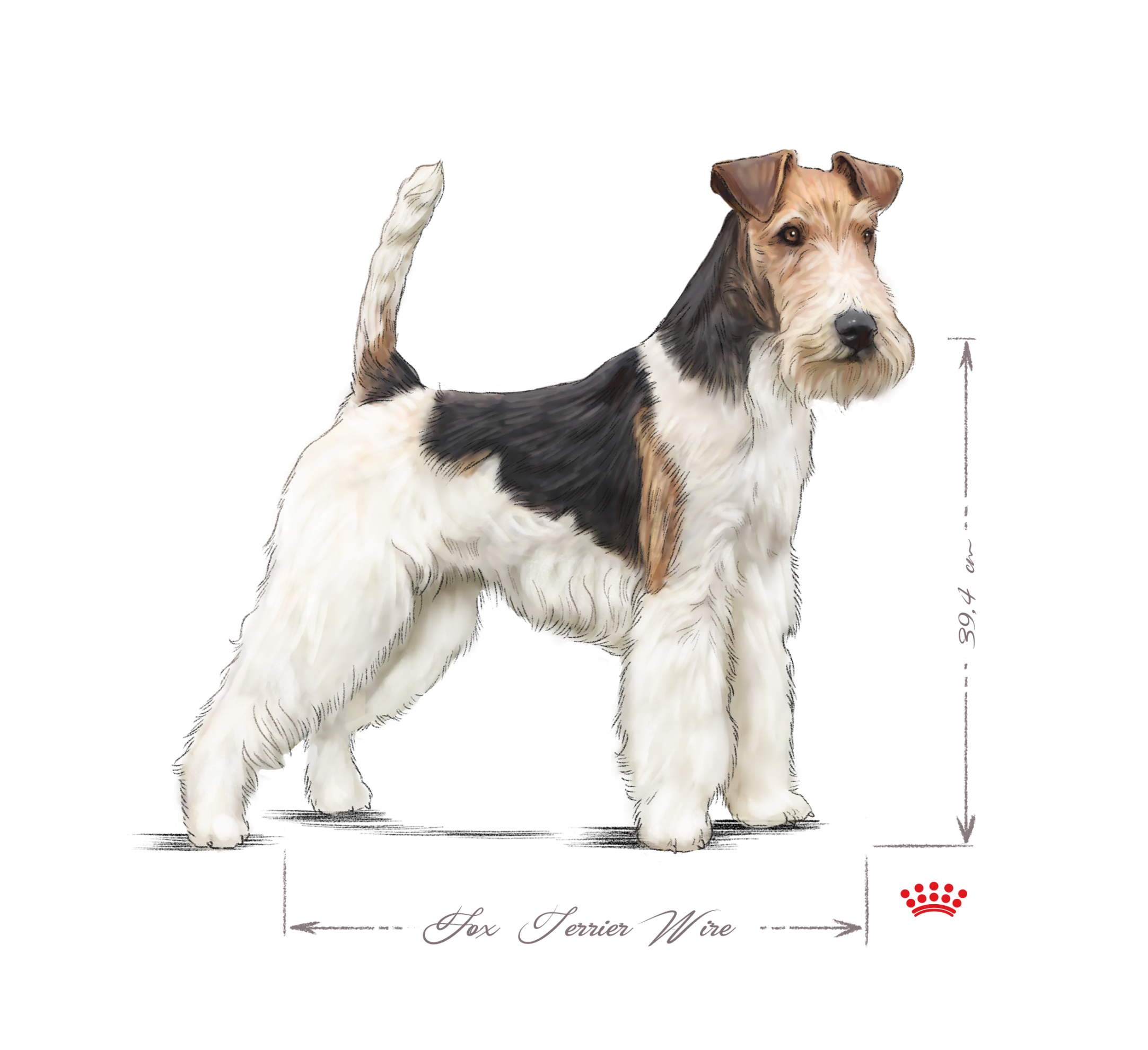 Fox Wire Terrier adult black and white