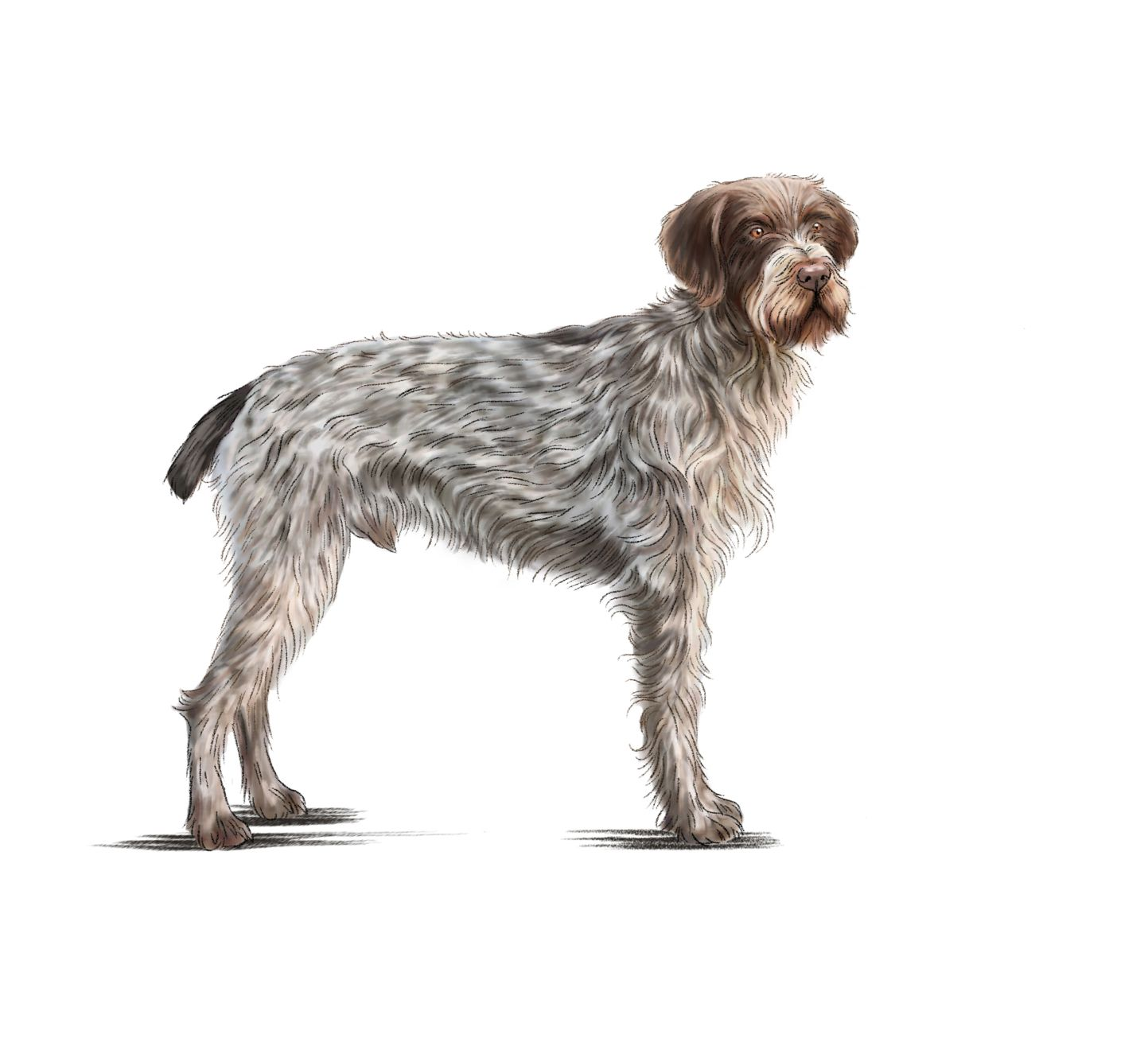 Bohemian Wire-Haired Pointing Griffon adult black and white