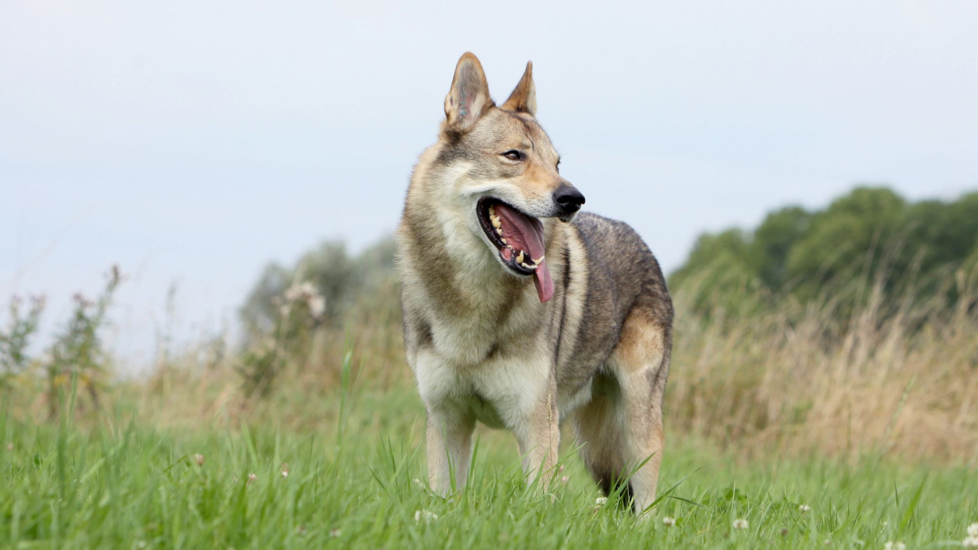 Czechoslovakian Wolfdog stood in long grass looking to the side with its tongue out