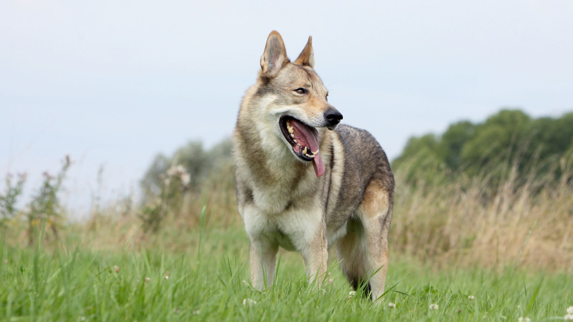 are czechoslovakian wolf dogs good pets