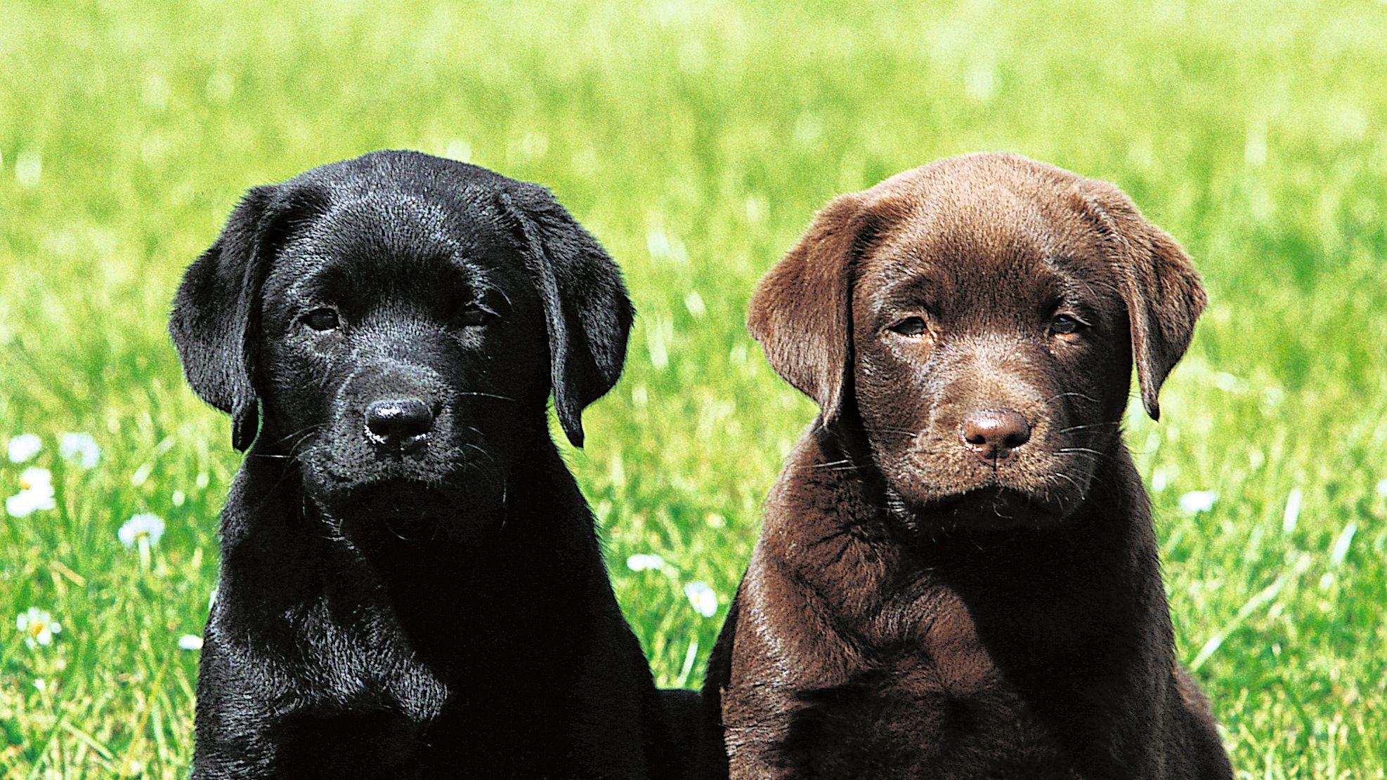 Black and chocolate Labrador puppies sat next to another on grass